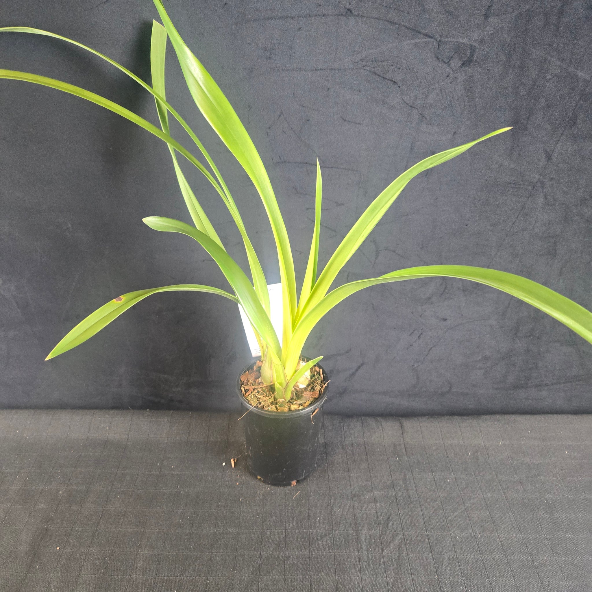 Cymbidium Kirby Lesh 'Lonsdale'