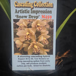 Cymbidium Artistic Impression 'Snow Drops' – Cream Cascading Form