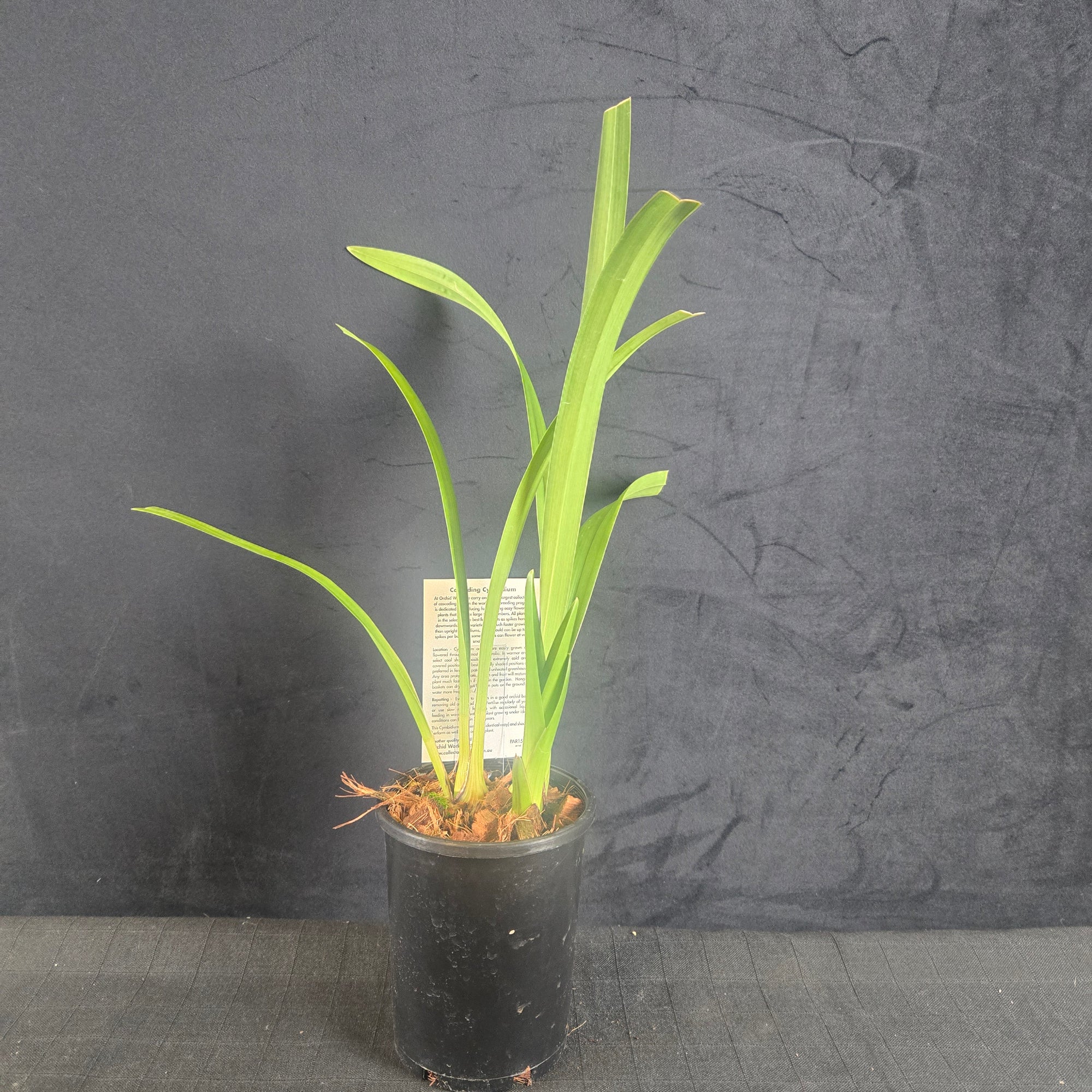 Cymbidium Artistic Impression 'Snow Drops' – Cream Cascading Form