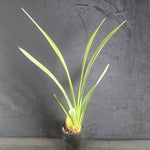 Cymbidium Black Stump 'Come in Spinner' – Deep Maroon Cascade
