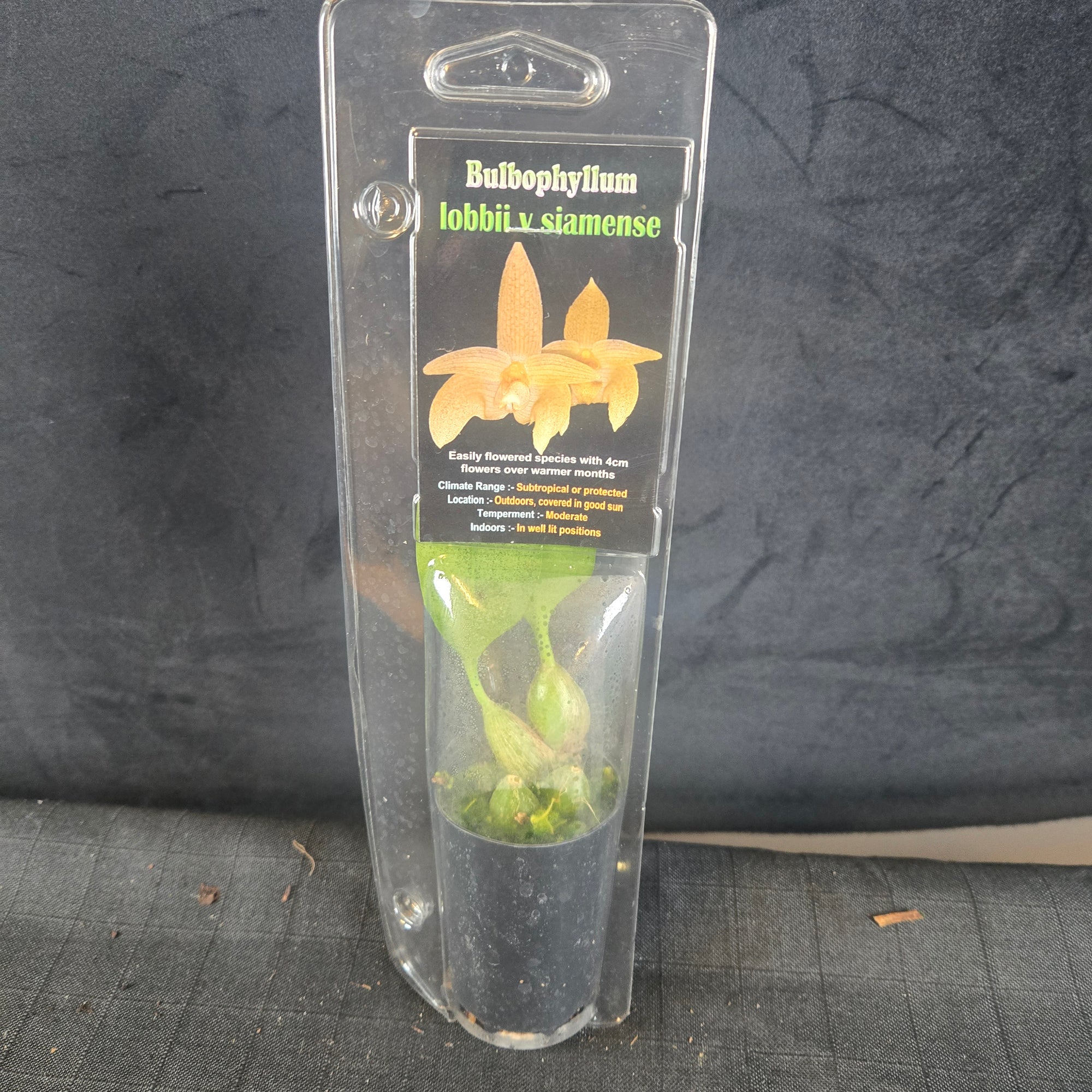 Bulbophyllum lobbii var. siamense