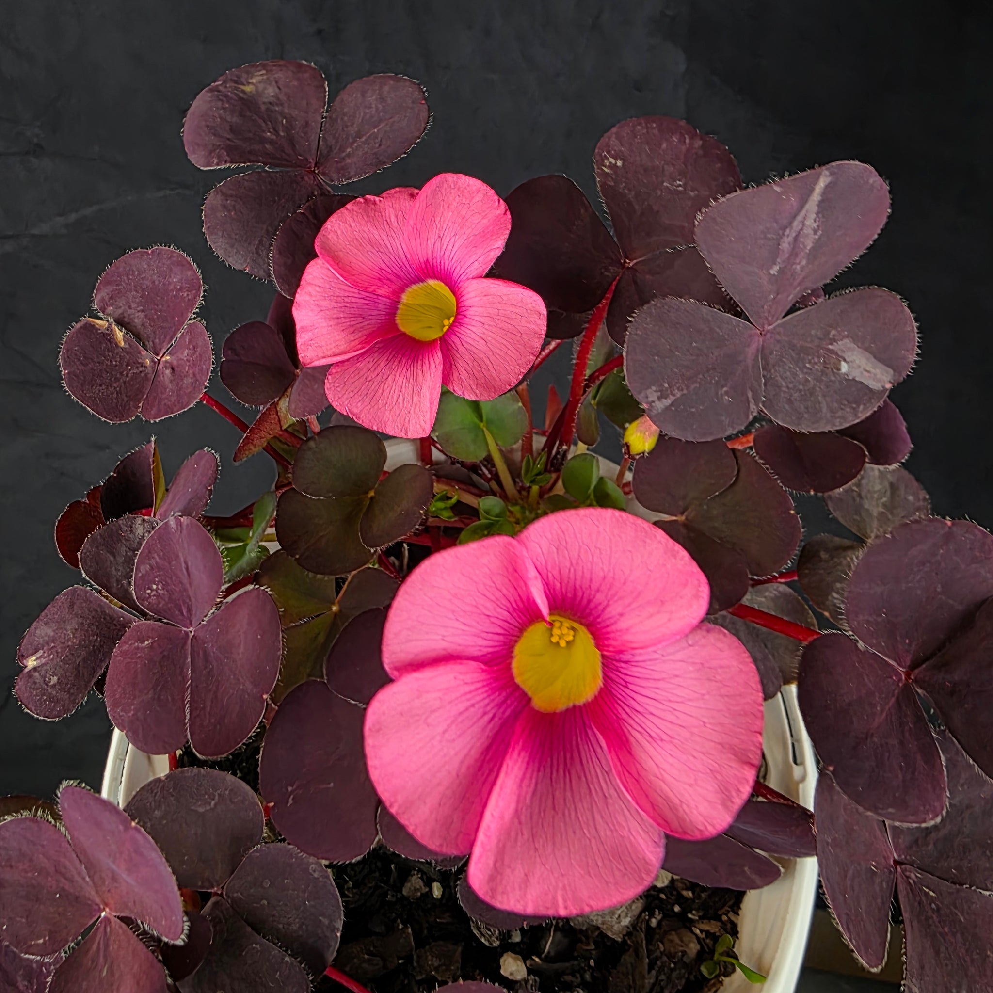 Oxalis purpurea Purple