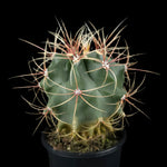 Ferocactus latispinus (syn. hirtix) – Devil’s Tongue Barrel