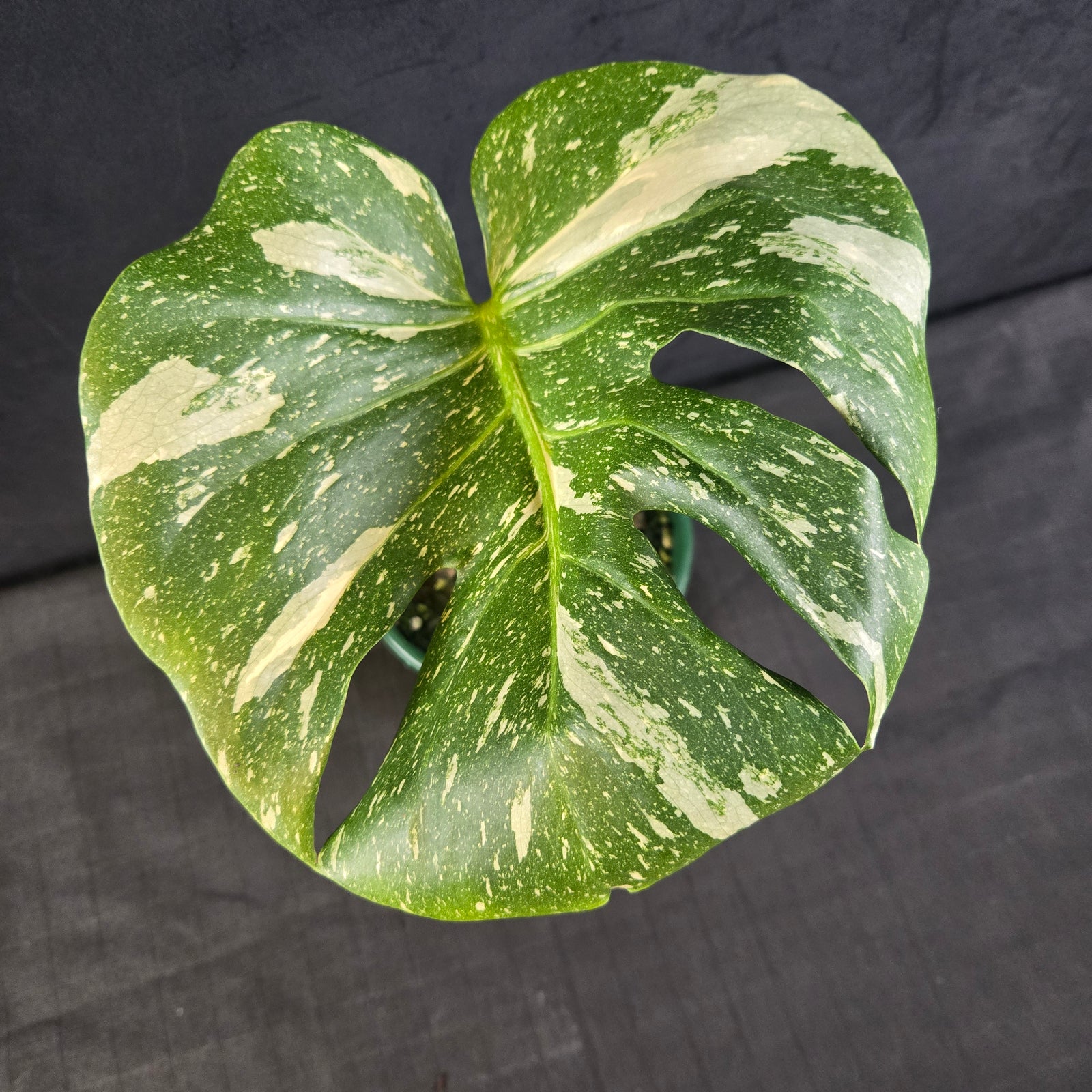Monstera deliciosa 'Thai Constellation' – Original Thai Lineage (Bare Rooted) - One Off Specials