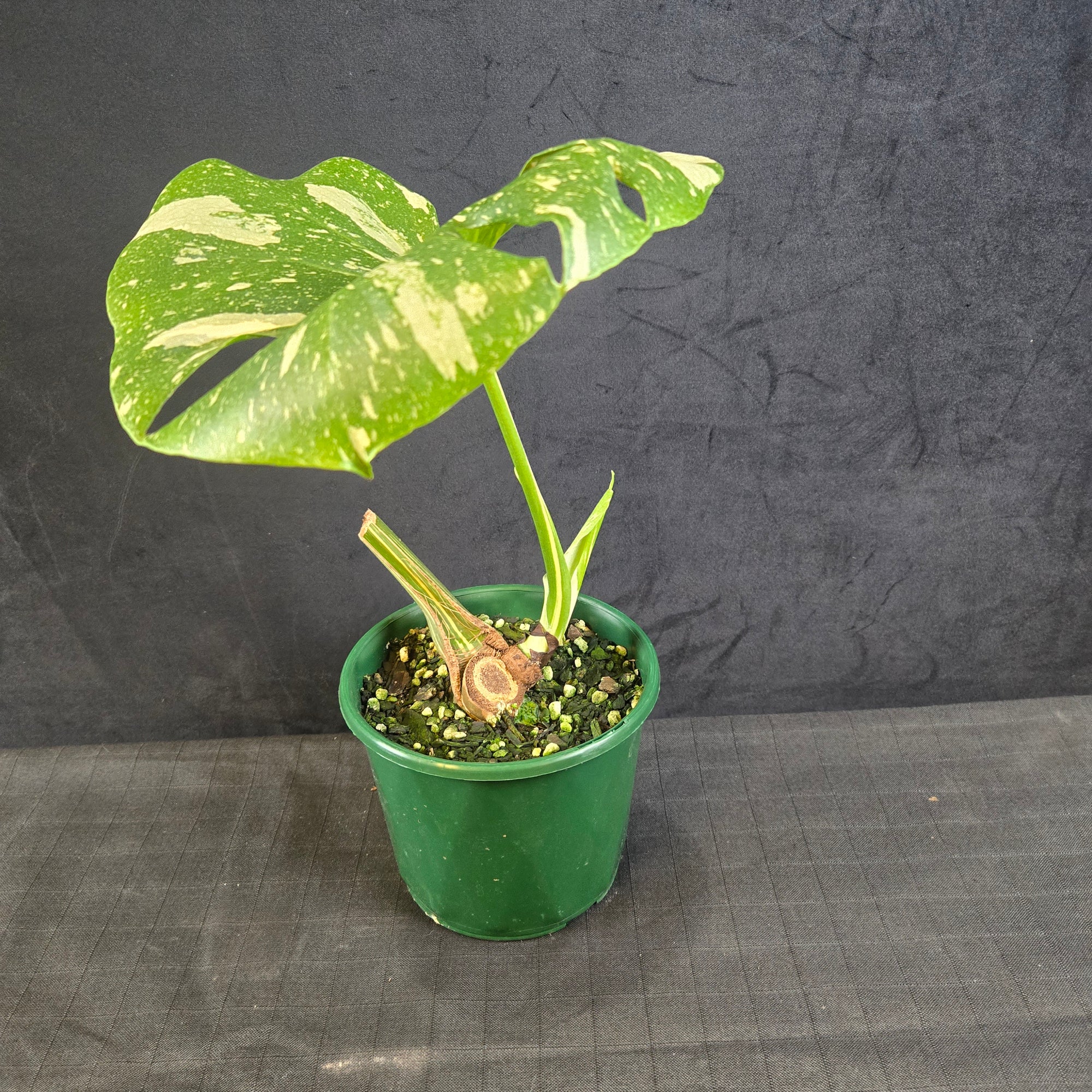 Monstera deliciosa 'Thai Constellation' – Original Thai Lineage (Bare Rooted) - One Off Specials