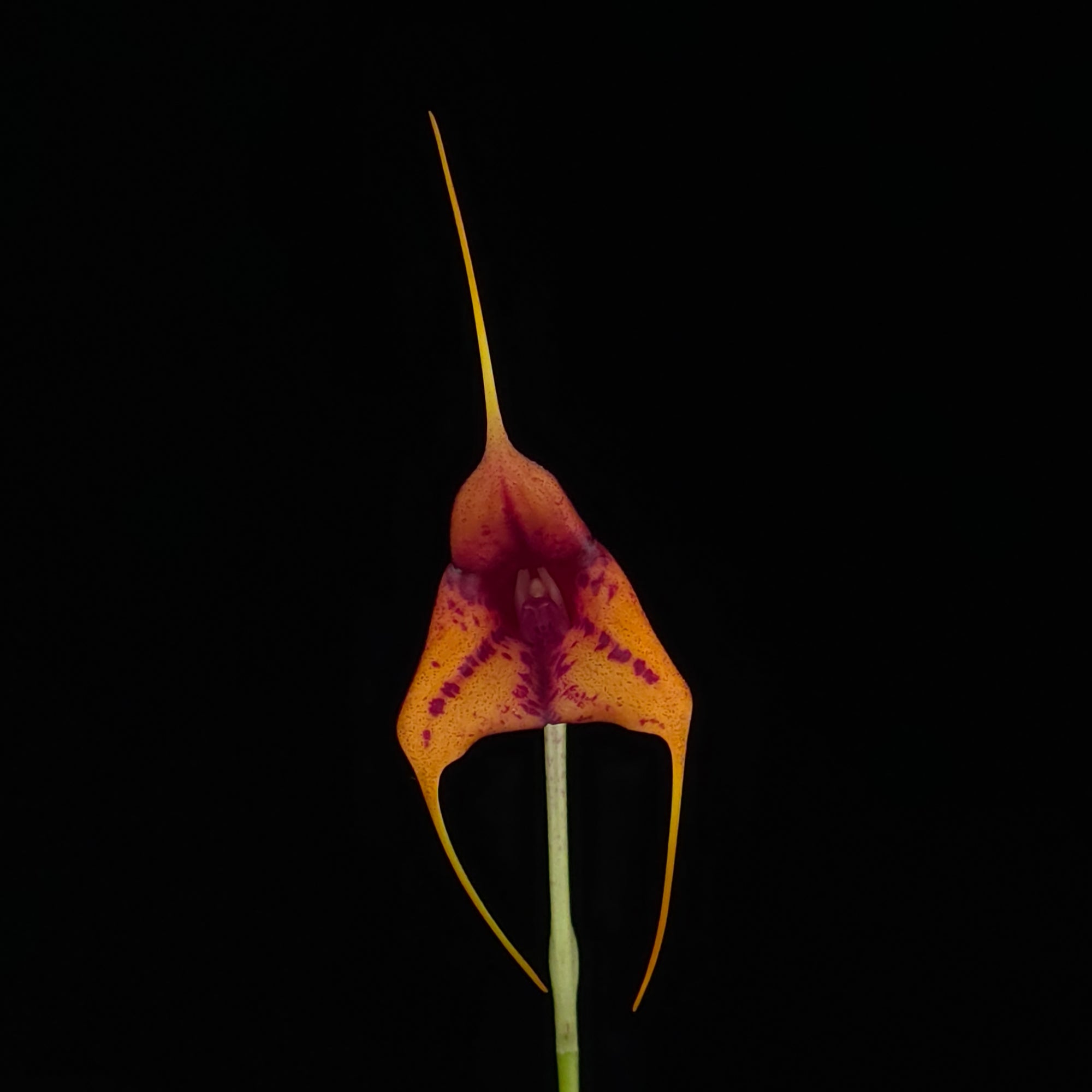 Masdevallia Winterblush Station
