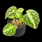 Begonia imperialis (WA Prohibited)