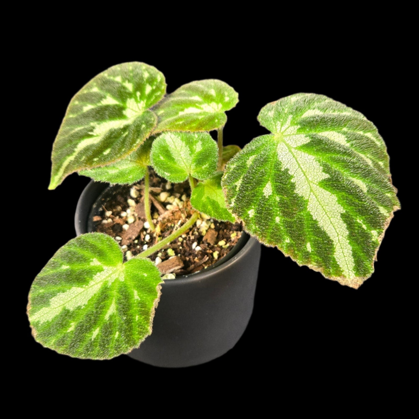 Begonia imperialis (WA Prohibited)