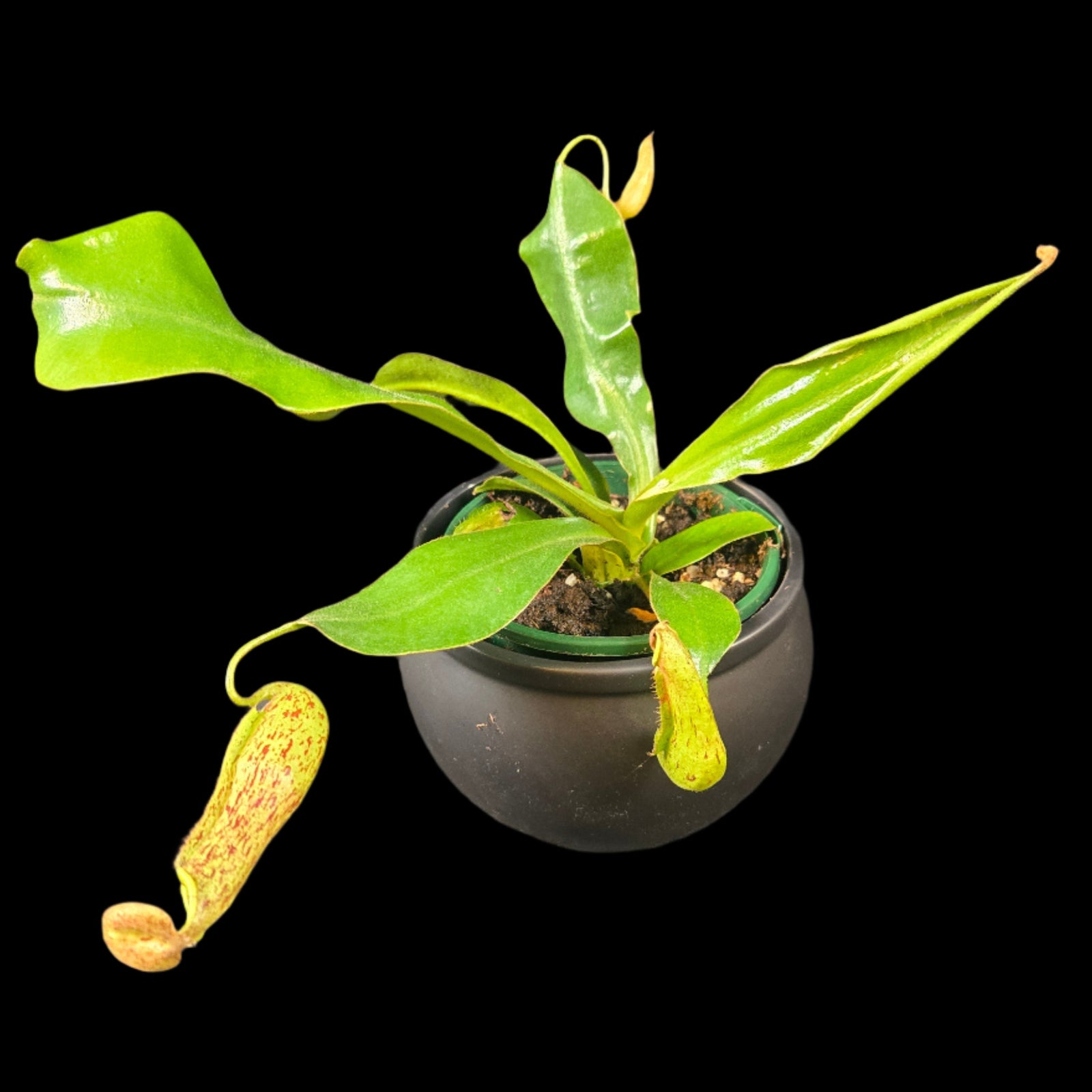 Nepenthes edwardsiana × burbidgeae