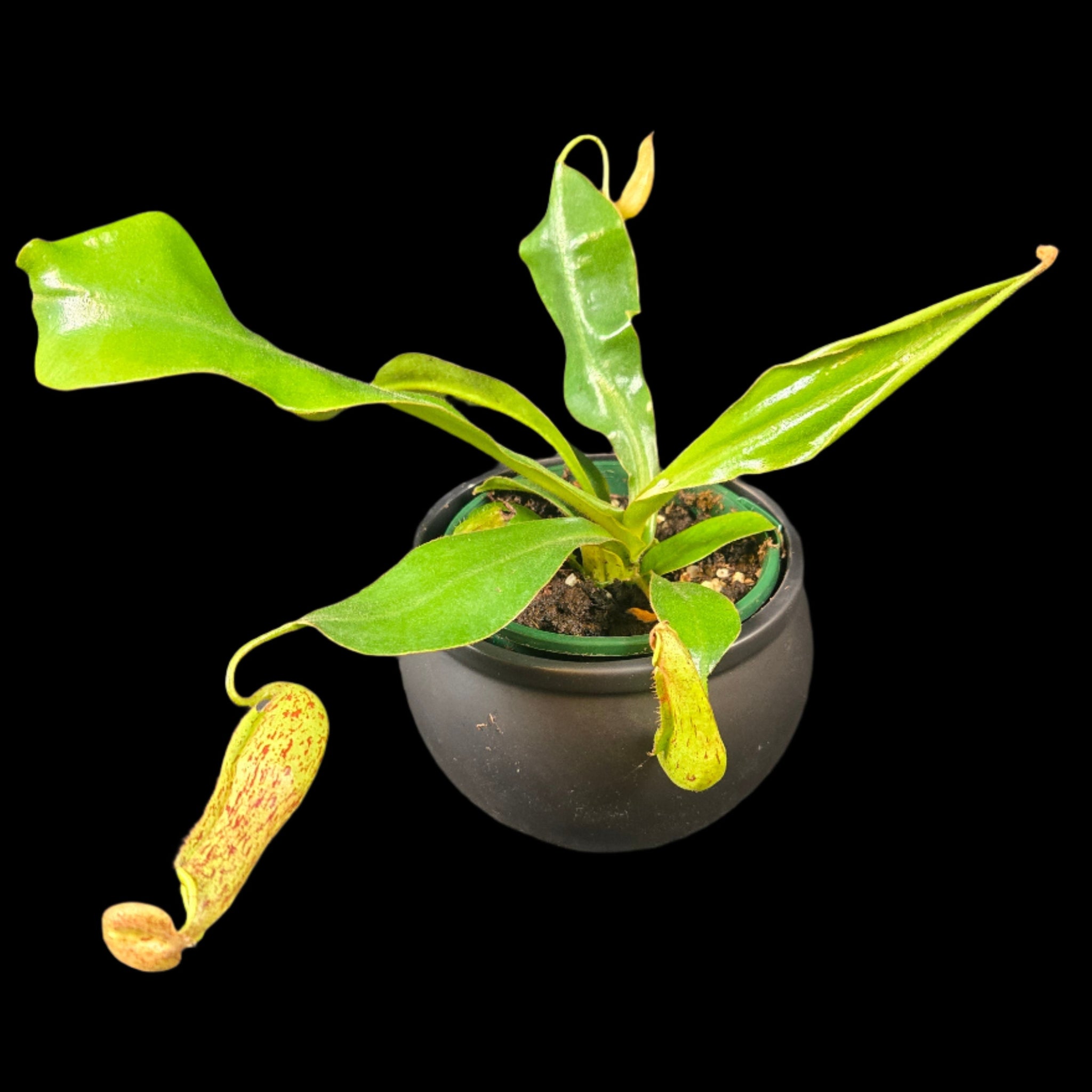 Nepenthes edwardsiana × burbidgeae