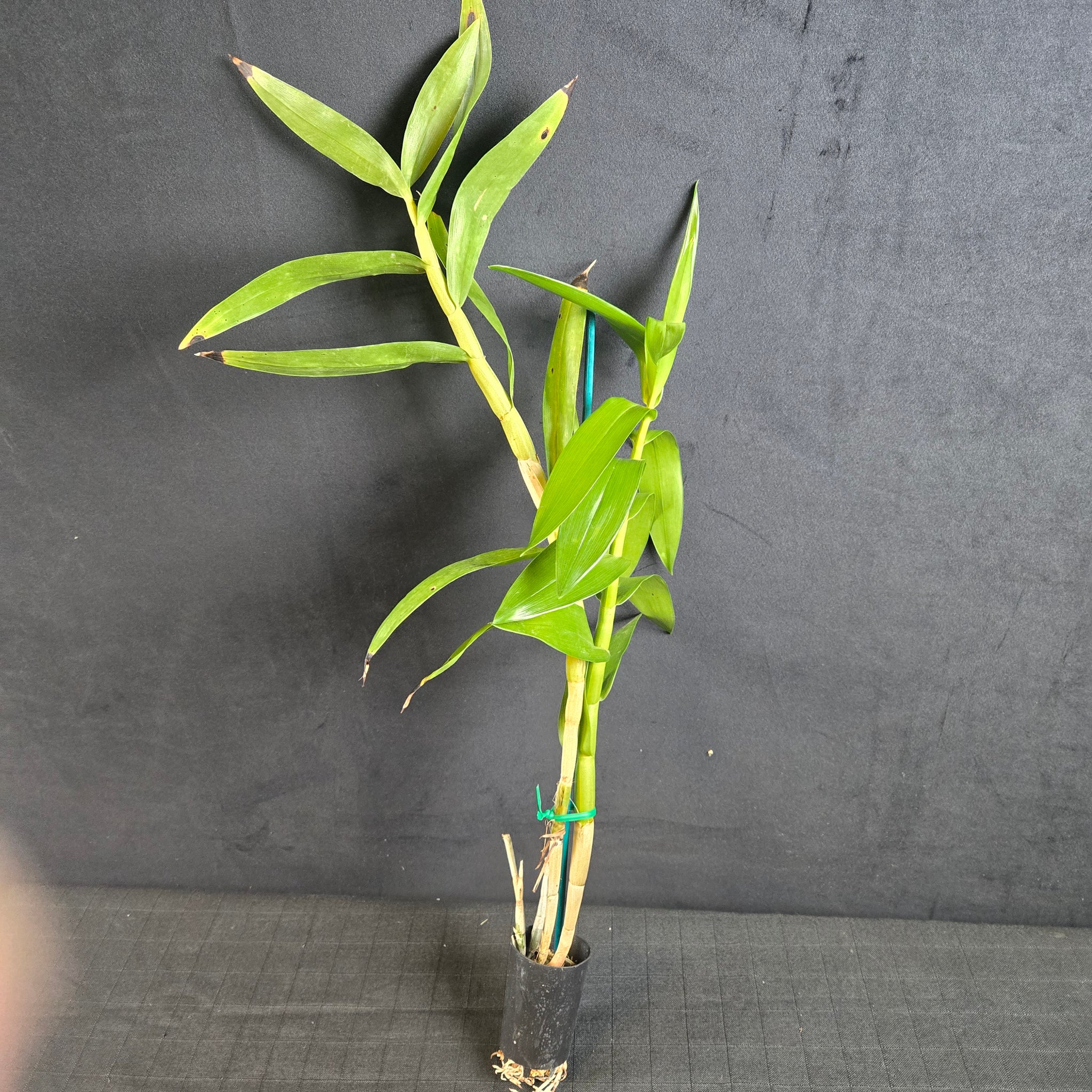 Dendrobium smillieae