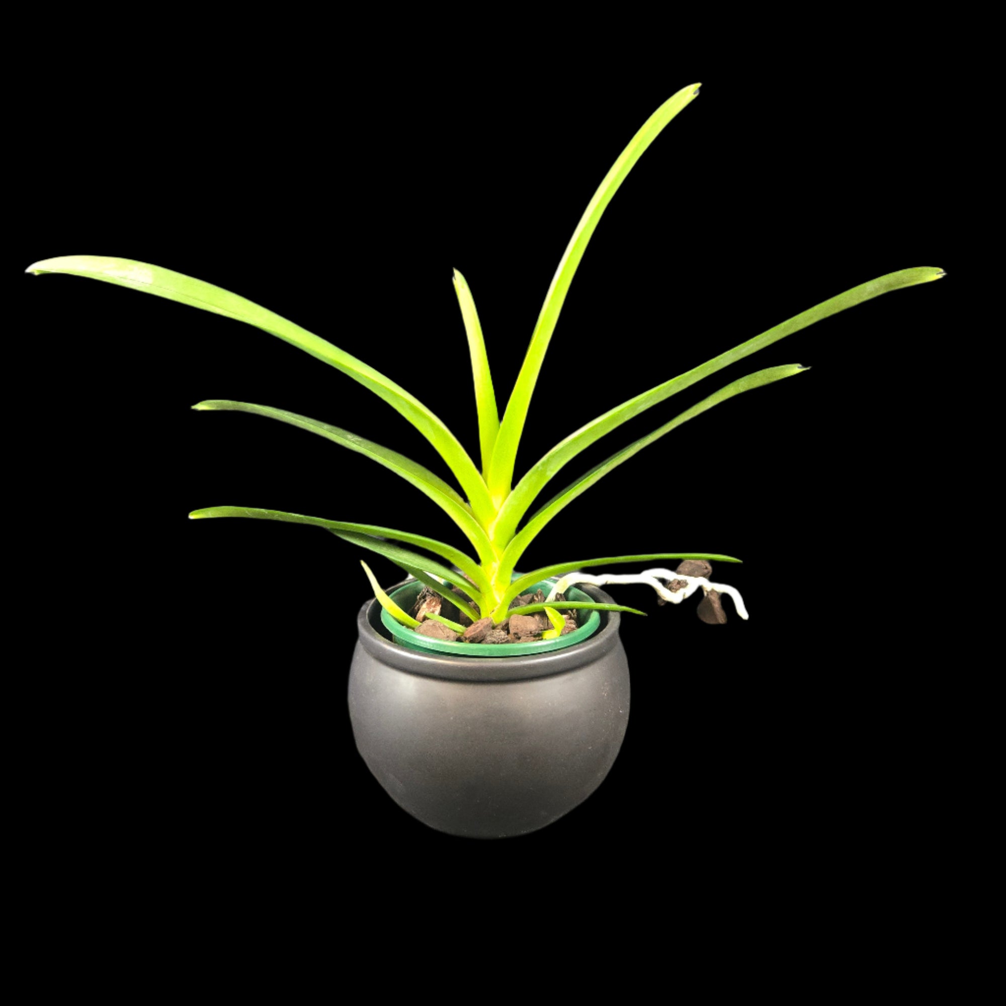 Vanda Nopporn Golden Dream × Taweesuksa