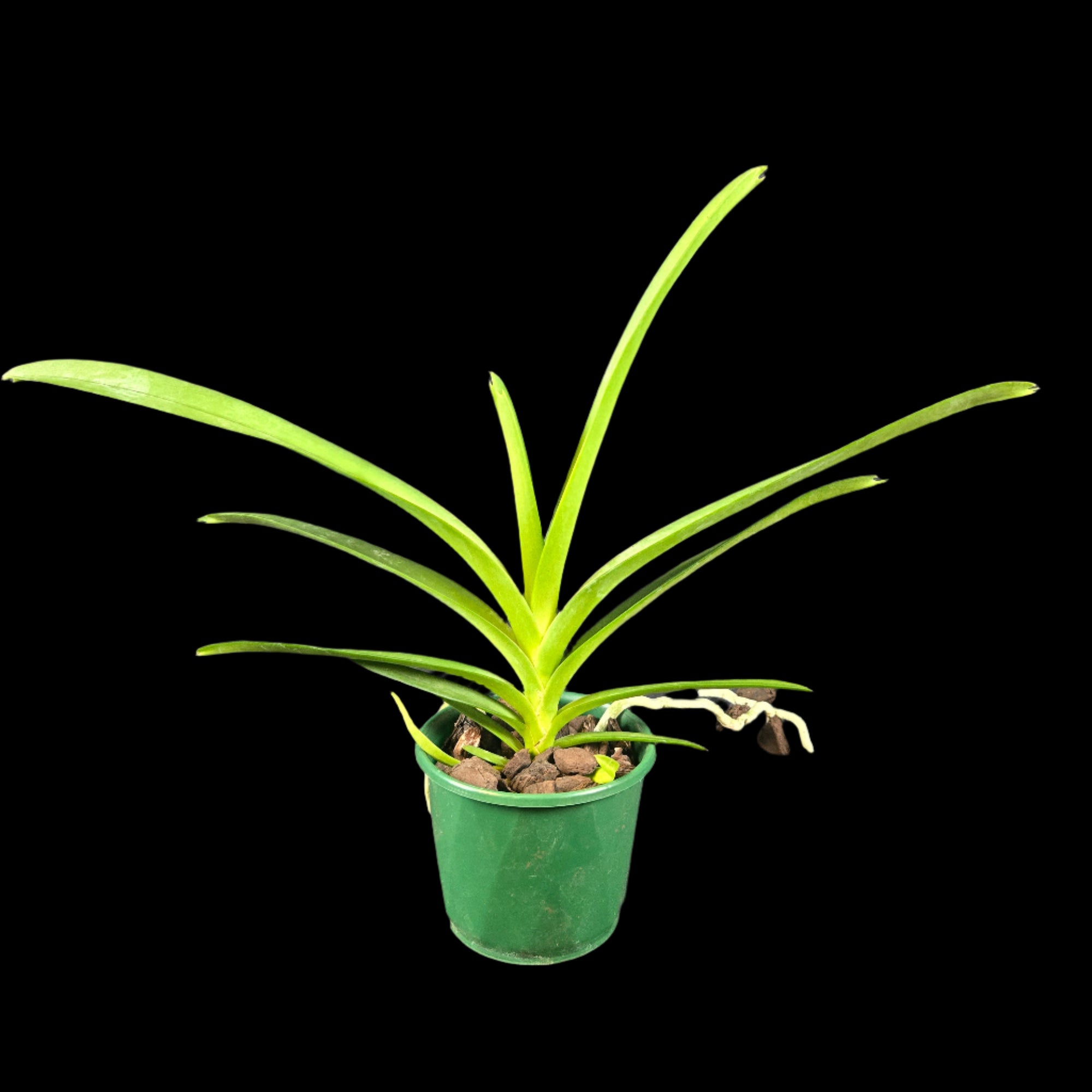 Vanda Nopporn Golden Dream × Taweesuksa
