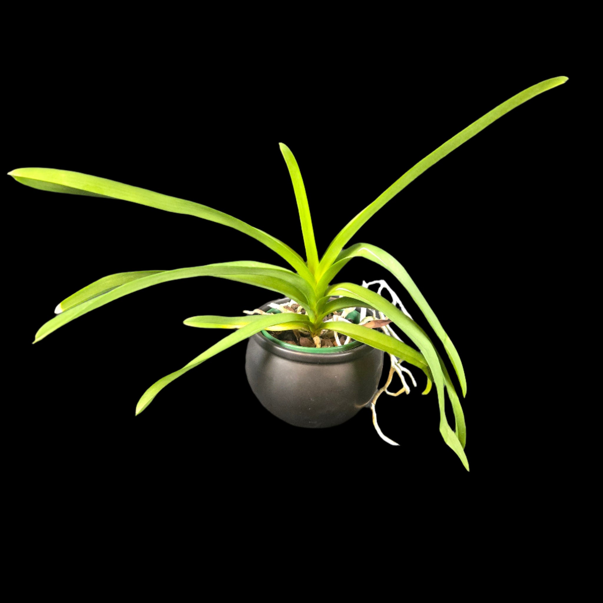 Vanda Dr Anek × Kulwadee