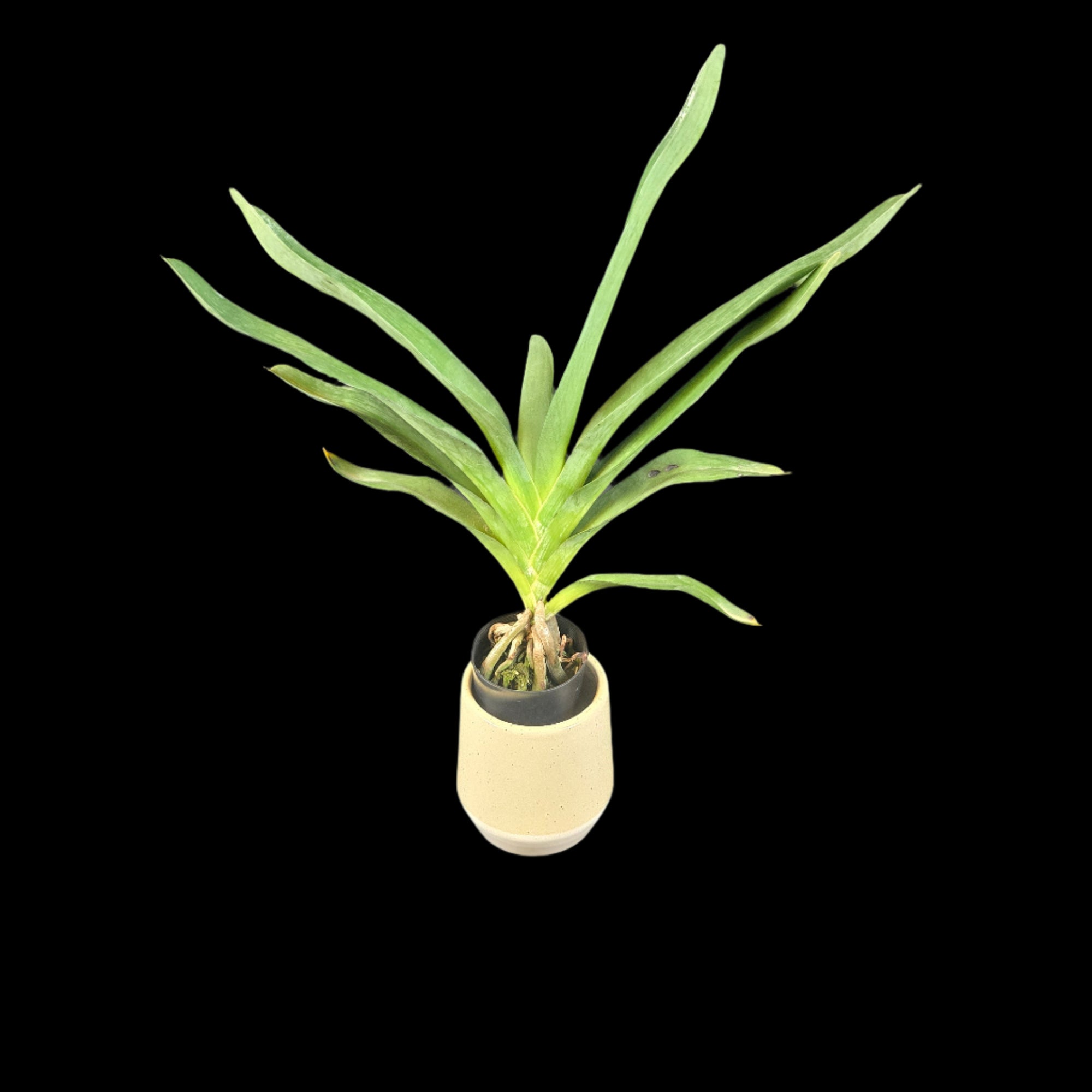 Angraecum Lemforde White Beauty AM/AOS