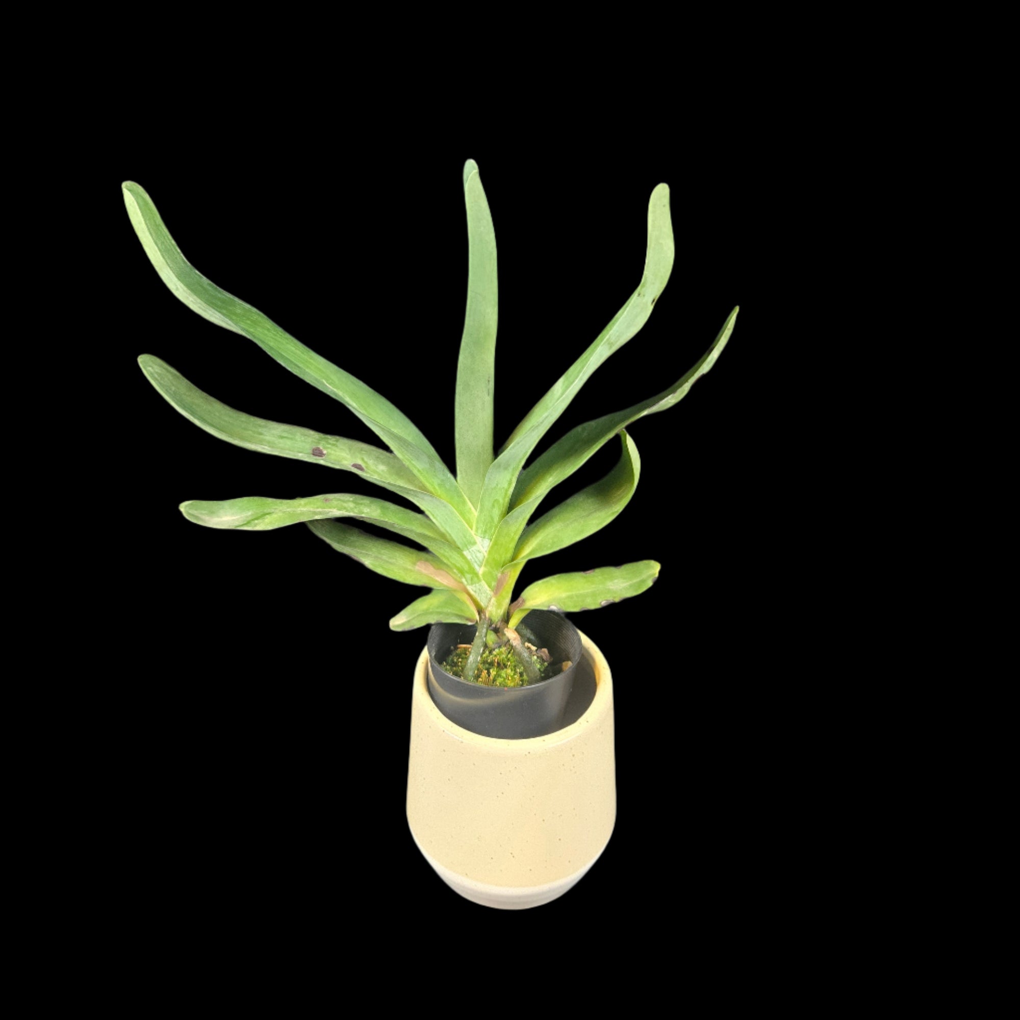 Angraecum Lemforde White Beauty AM/AOS