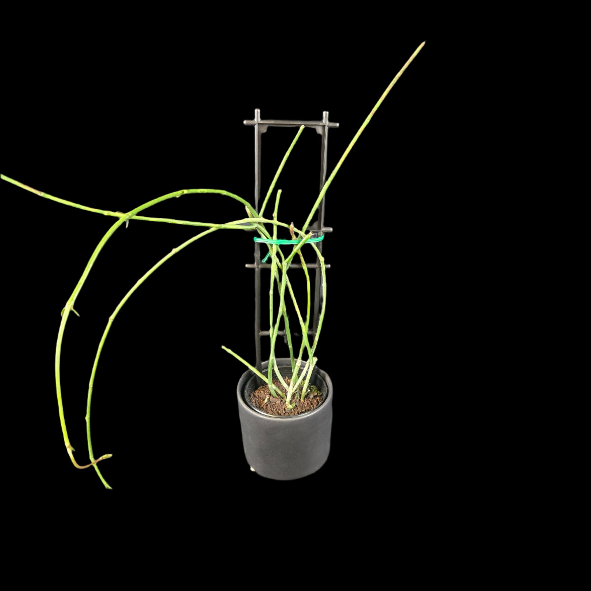 Ceropegia ampliata - Condom Plant