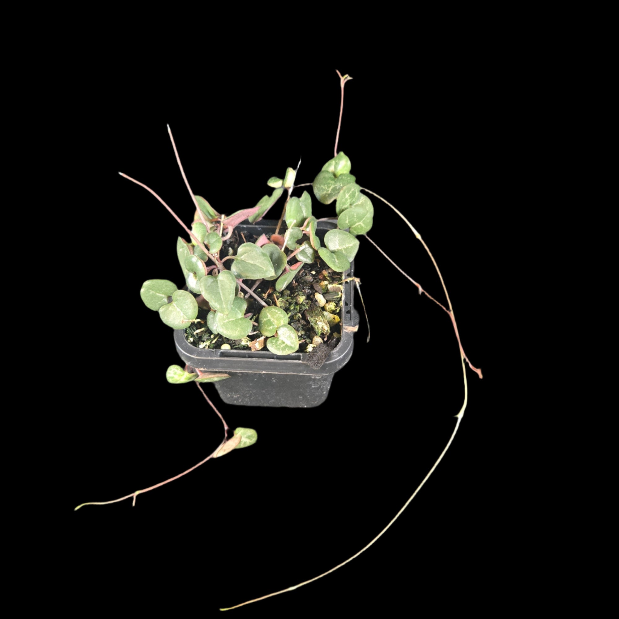 Ceropegia woodii 'Green Heart'