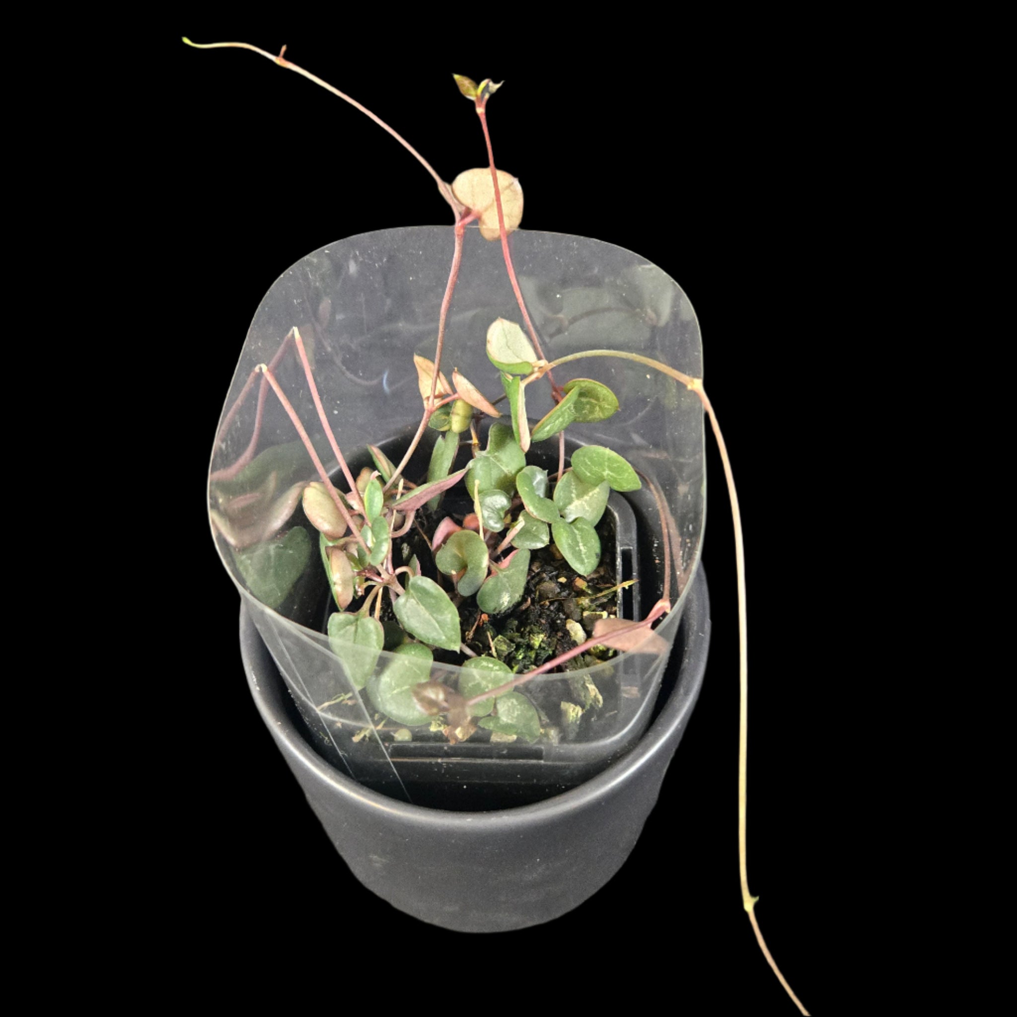 chain of hearts indoor plant Ceropegia woodii 'Chain of Hearts' Green Form – Collectors Online