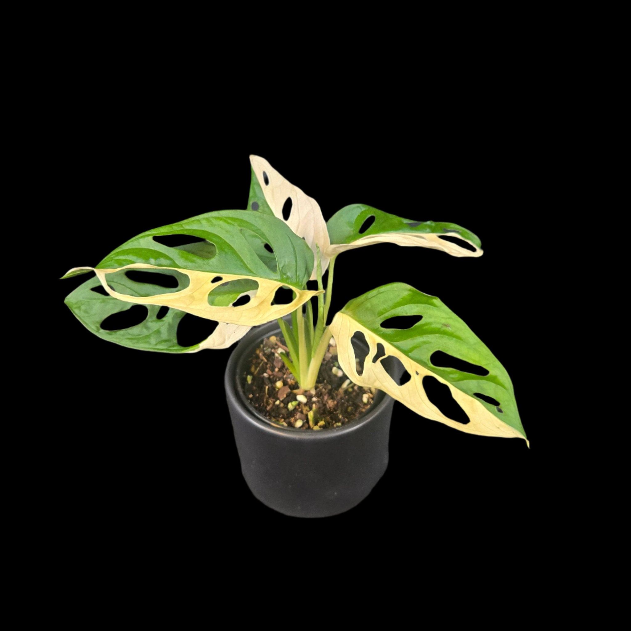 monstera adansonii archipelago for sale Monstera adansonii Variegated – Collectors Online