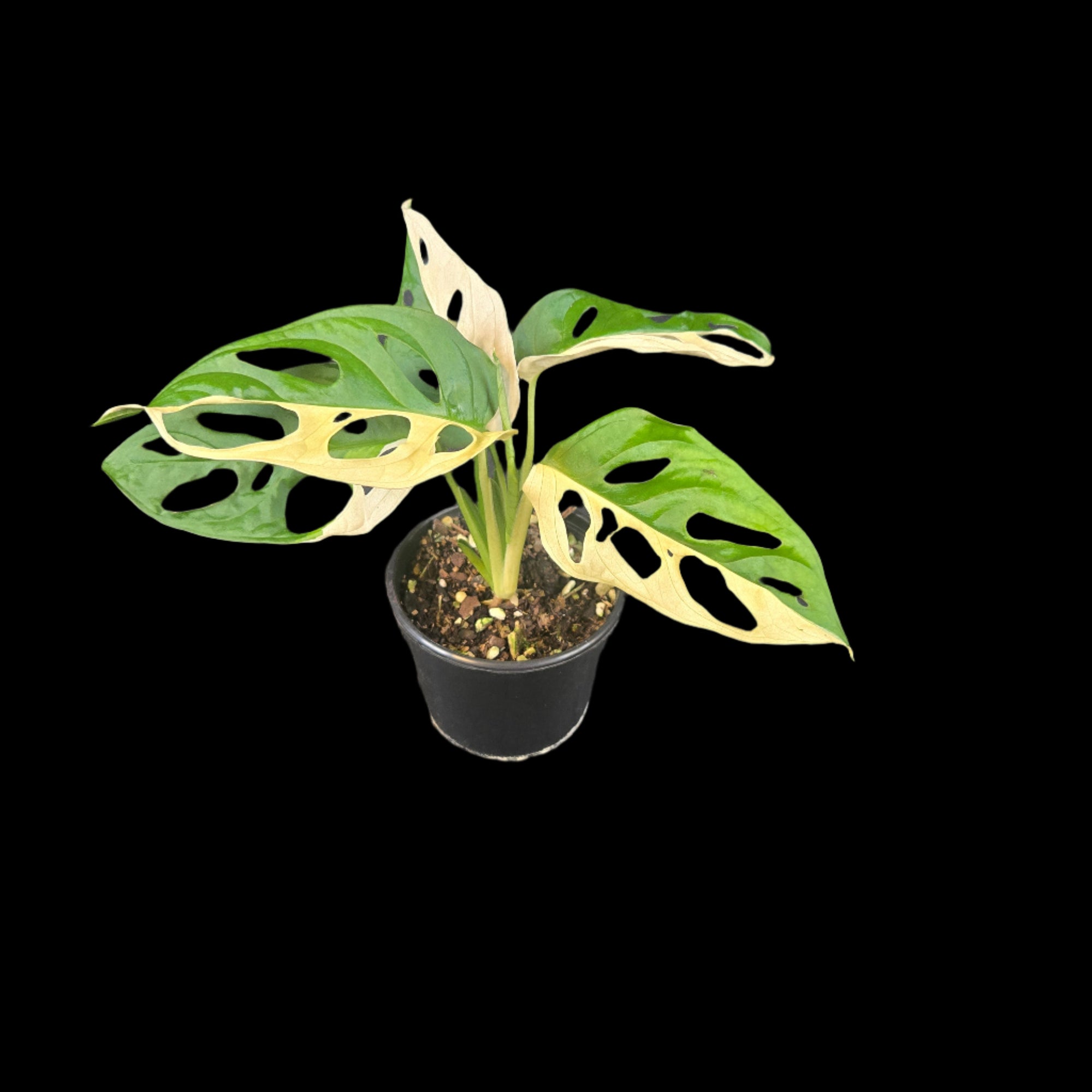 Monstera adansonii Variegated