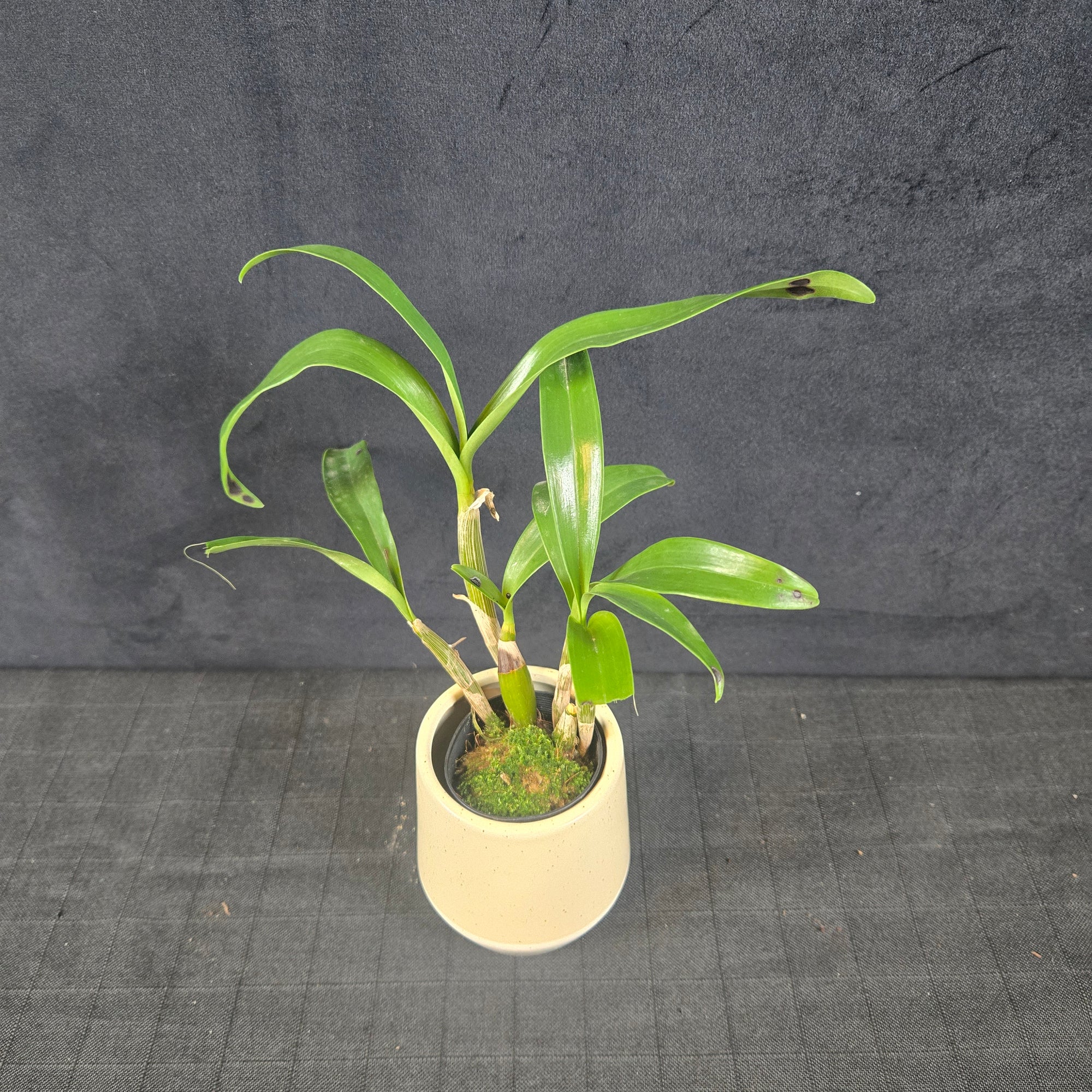 Dendrobium chrysotoxum var. suavissimum