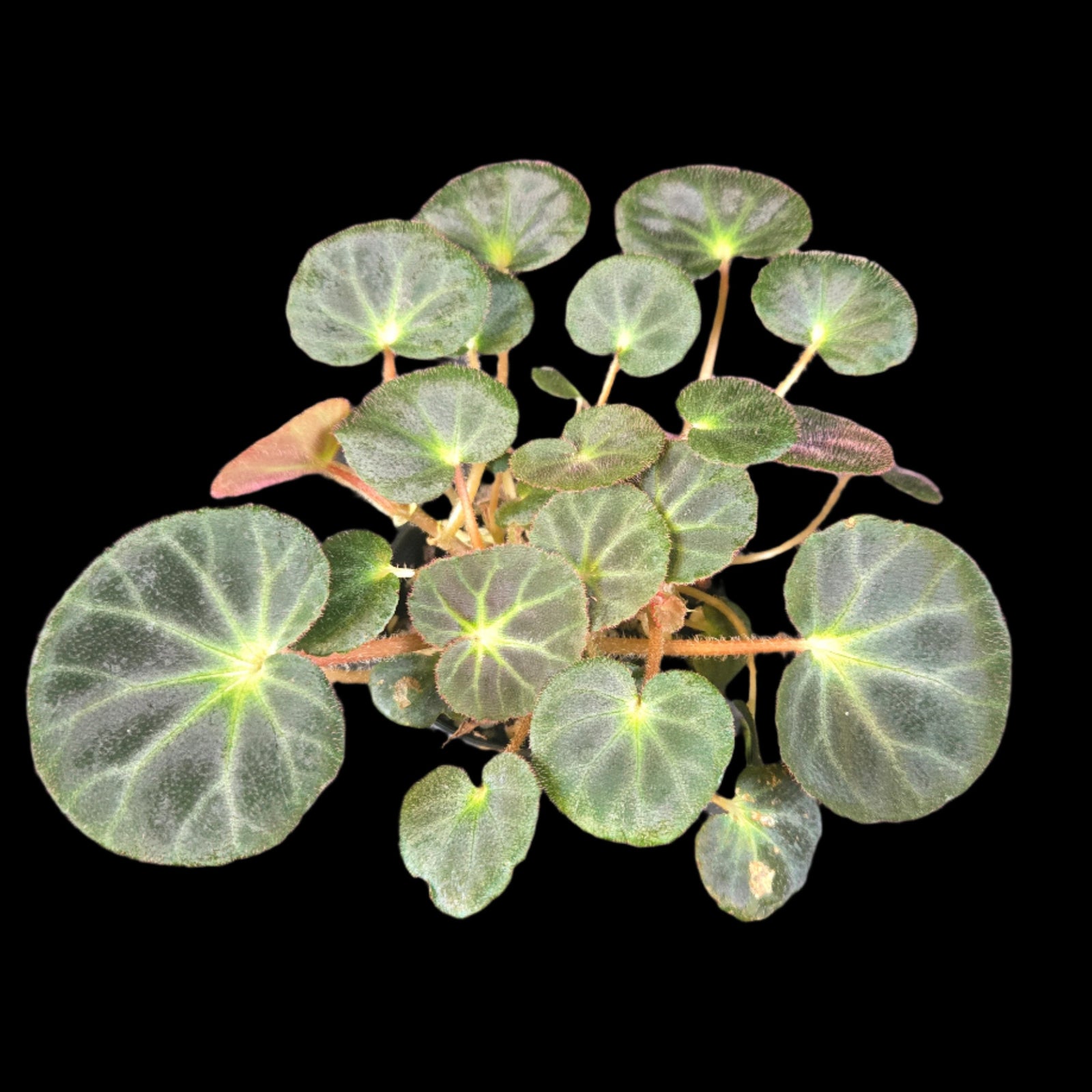 Begonia subacida (WA Prohibited)