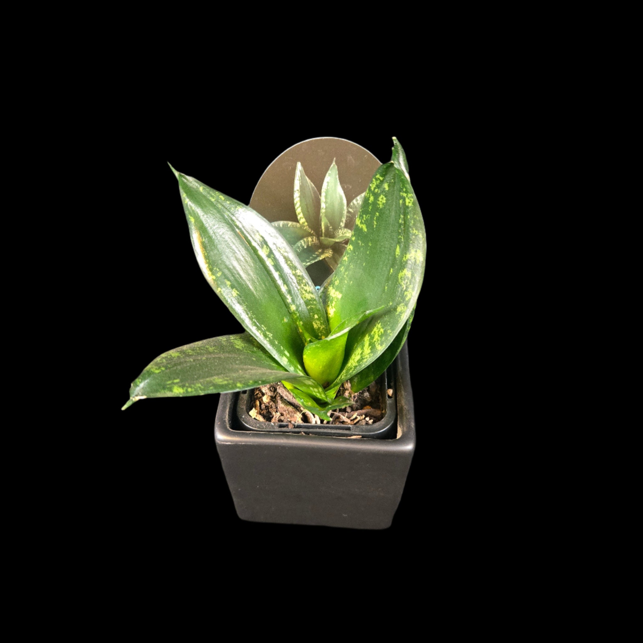 sansevieria hahnii whitney Sansevieria trifasciata 'Dwarf Whitney' – Collectors Online