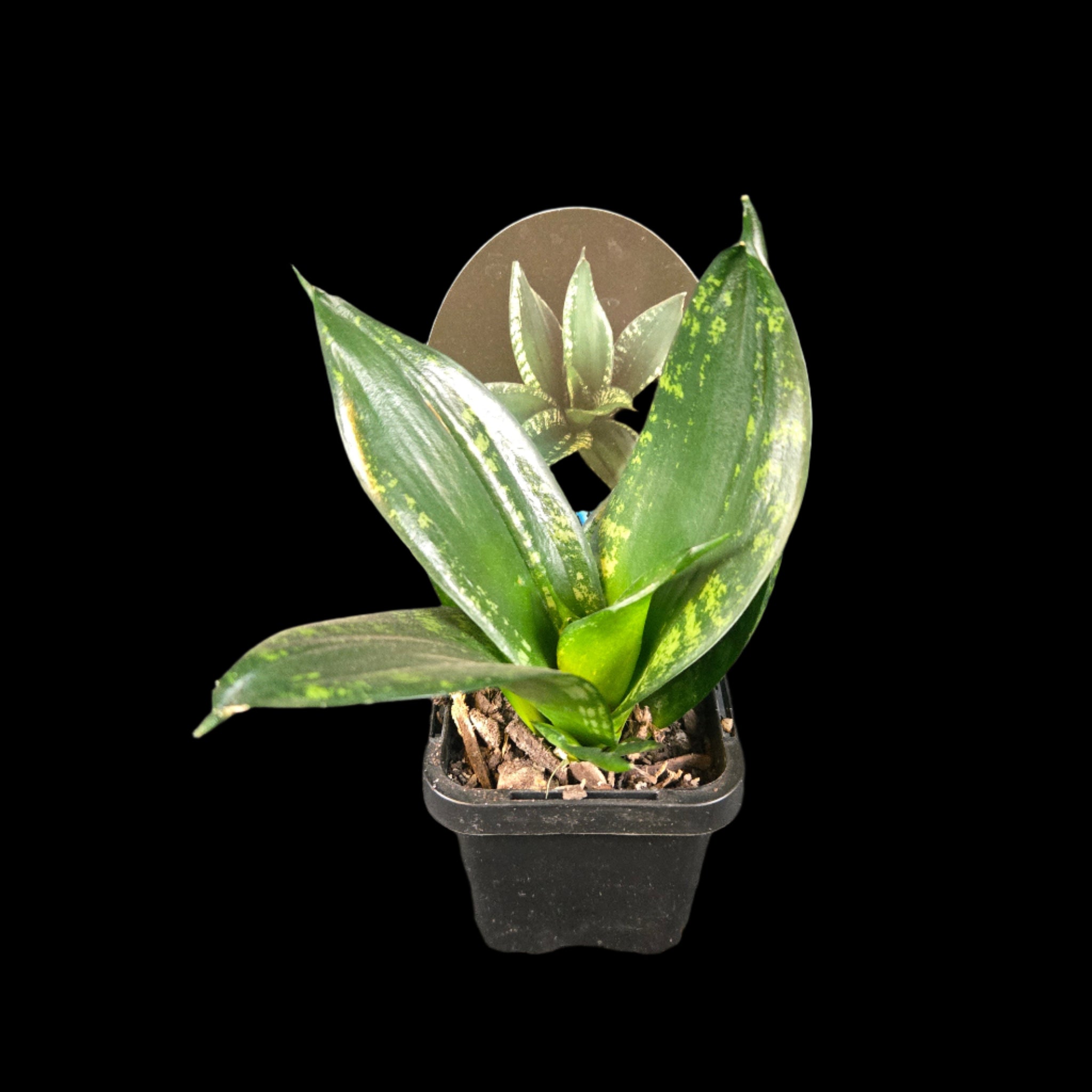 whitney snake plant for sale Sansevieria trifasciata 'Dwarf Whitney' – Collectors Online