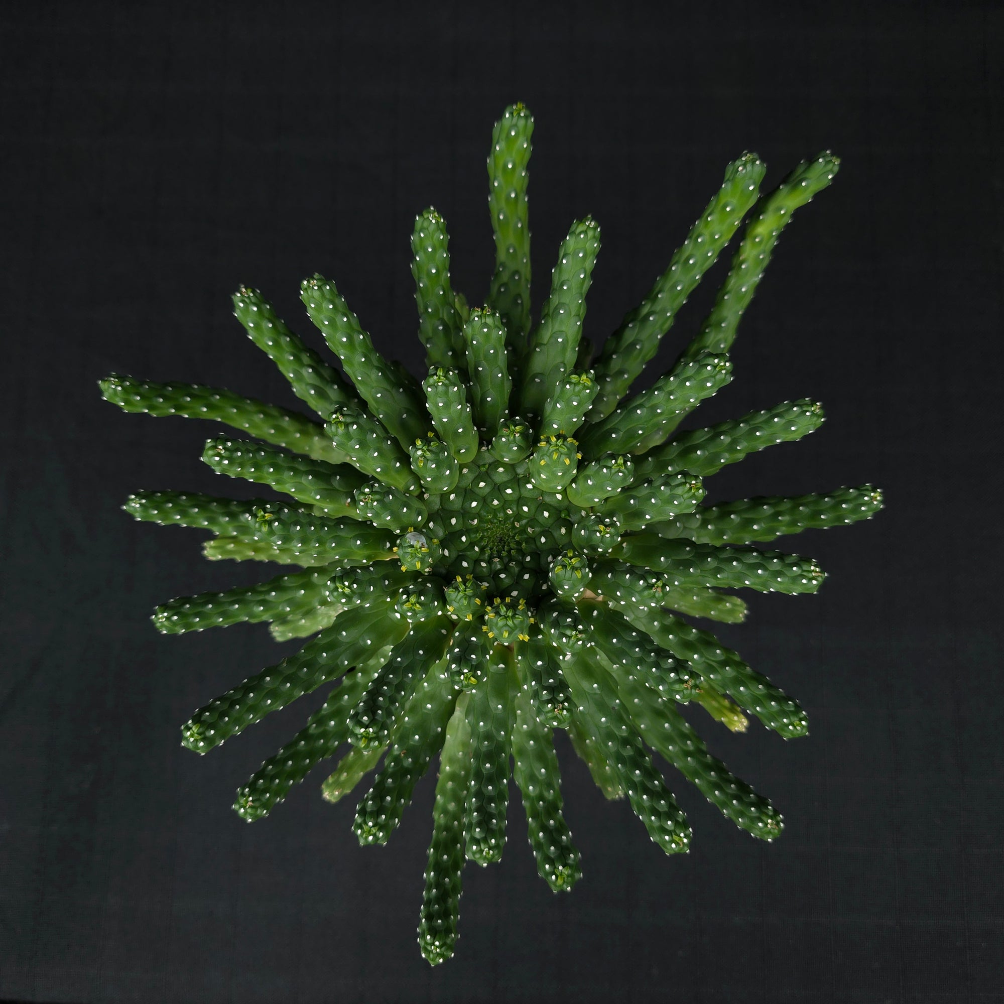 Euphorbia inermis – One Off Specials (WA - Prohibited)