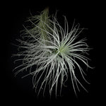 Tillandsia tectorum 'Filiform'
