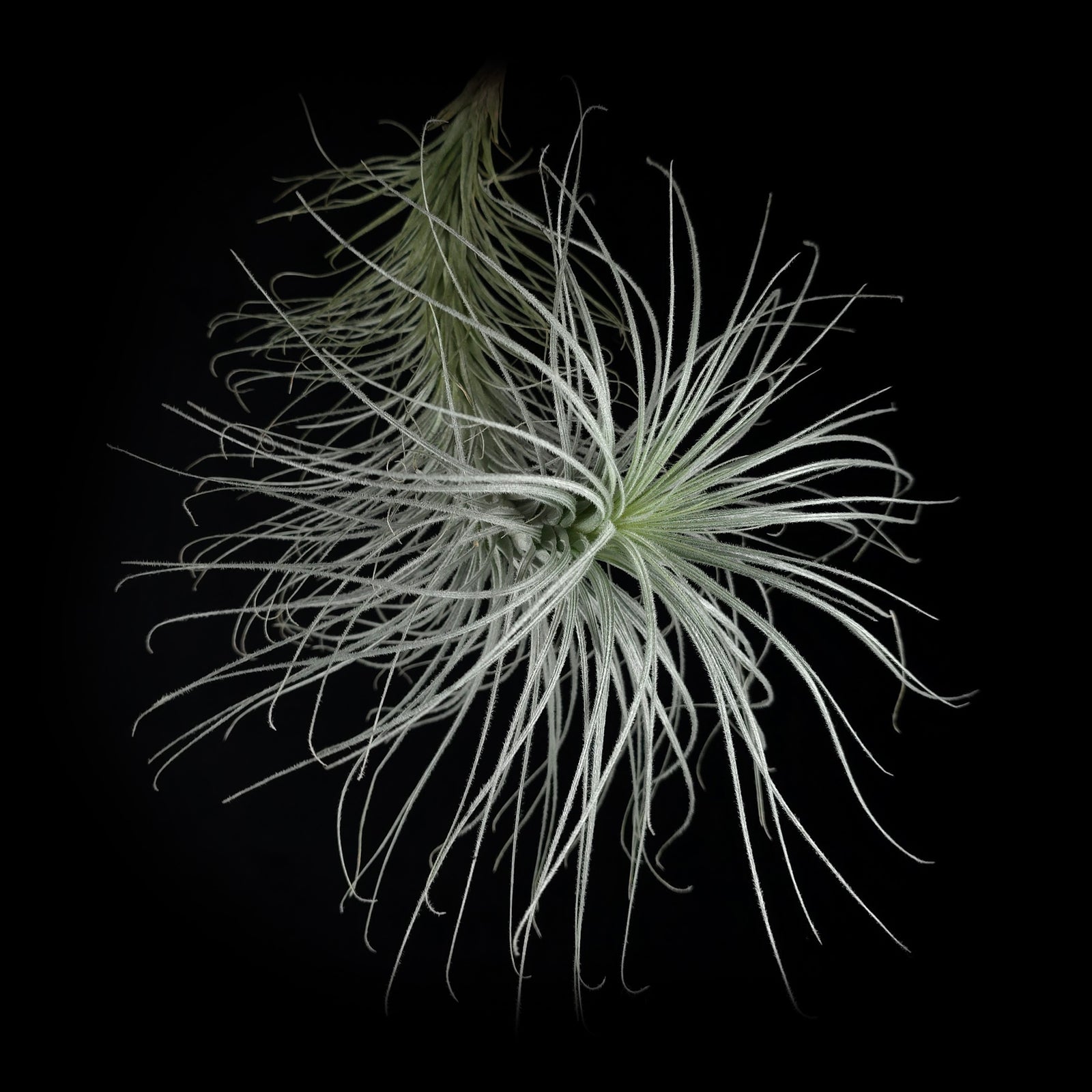 Tillandsia tectorum 'Filiform'