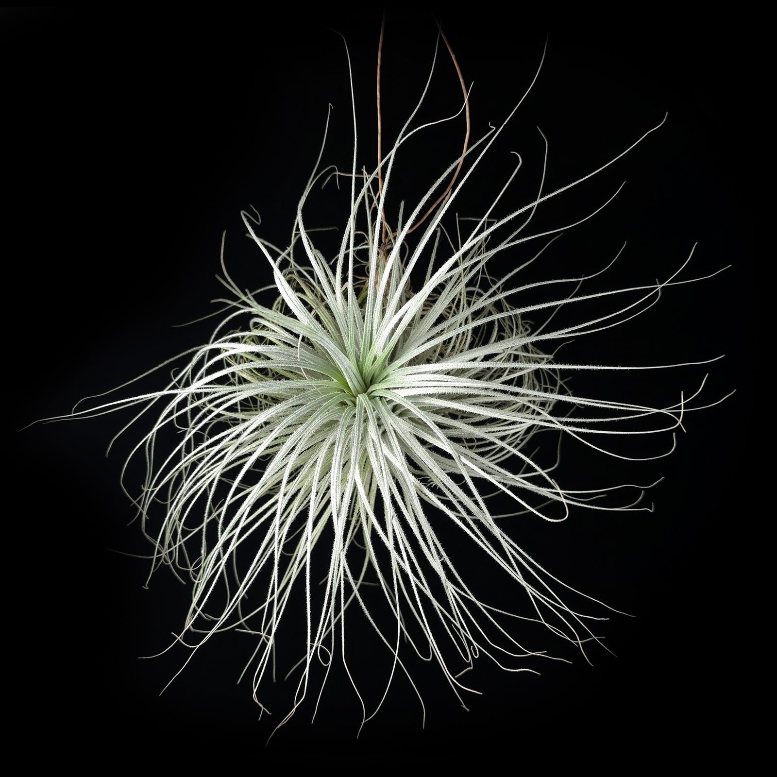 Tillandsia tectorum Ex-Isley