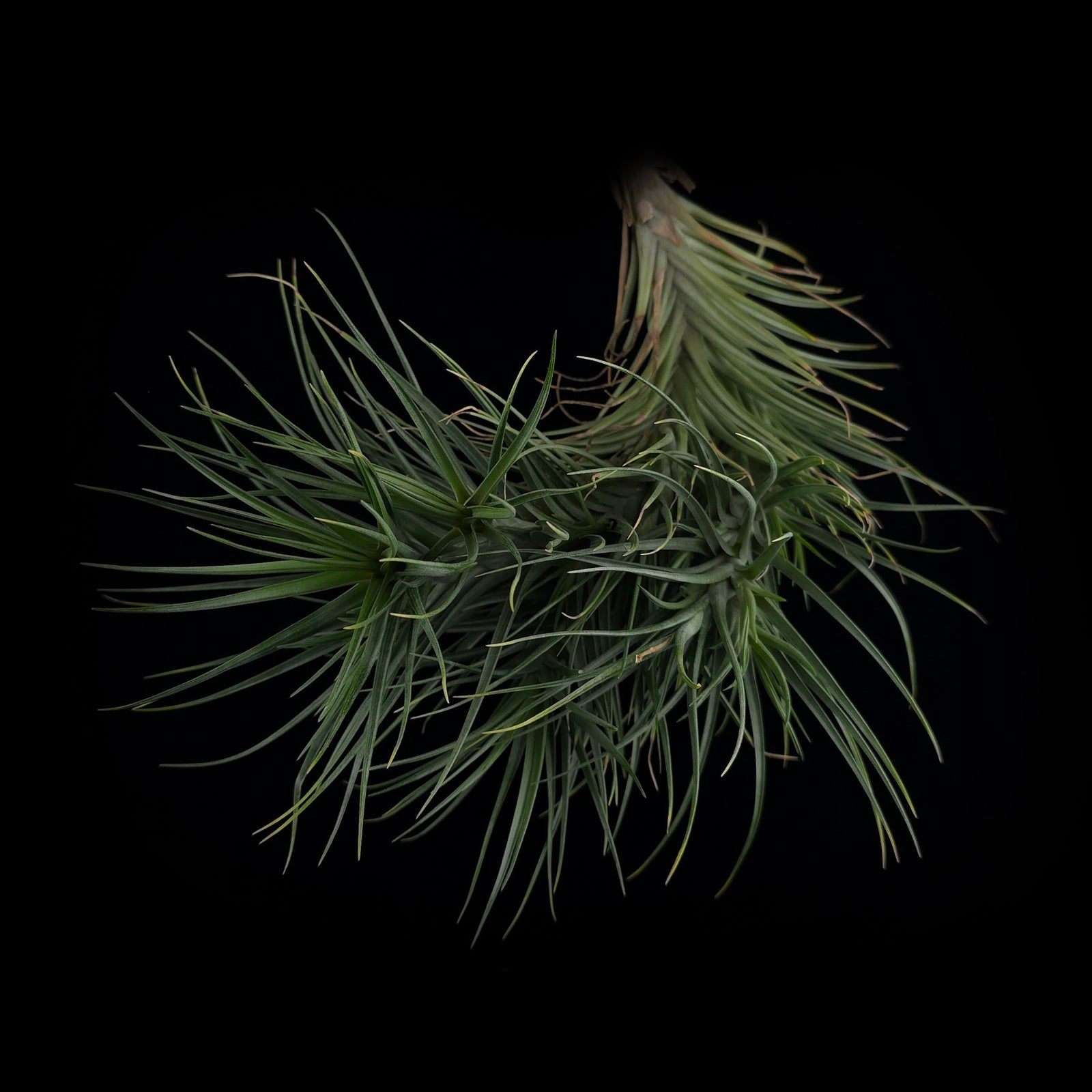 Tillandsia 'Mystic Albert' (albertiana x stricta)