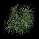 Tillandsia tenuifolia 'Giant'