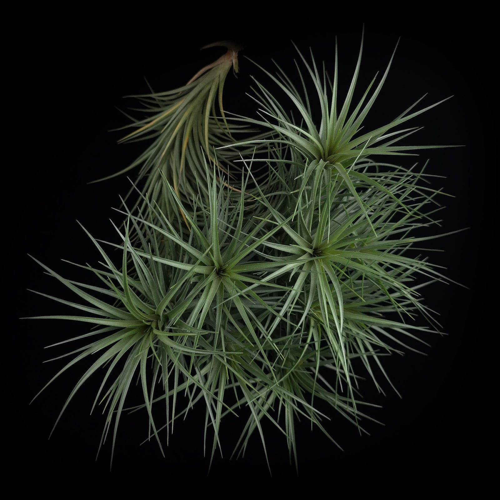 Tillandsia tenuifolia 'Giant'
