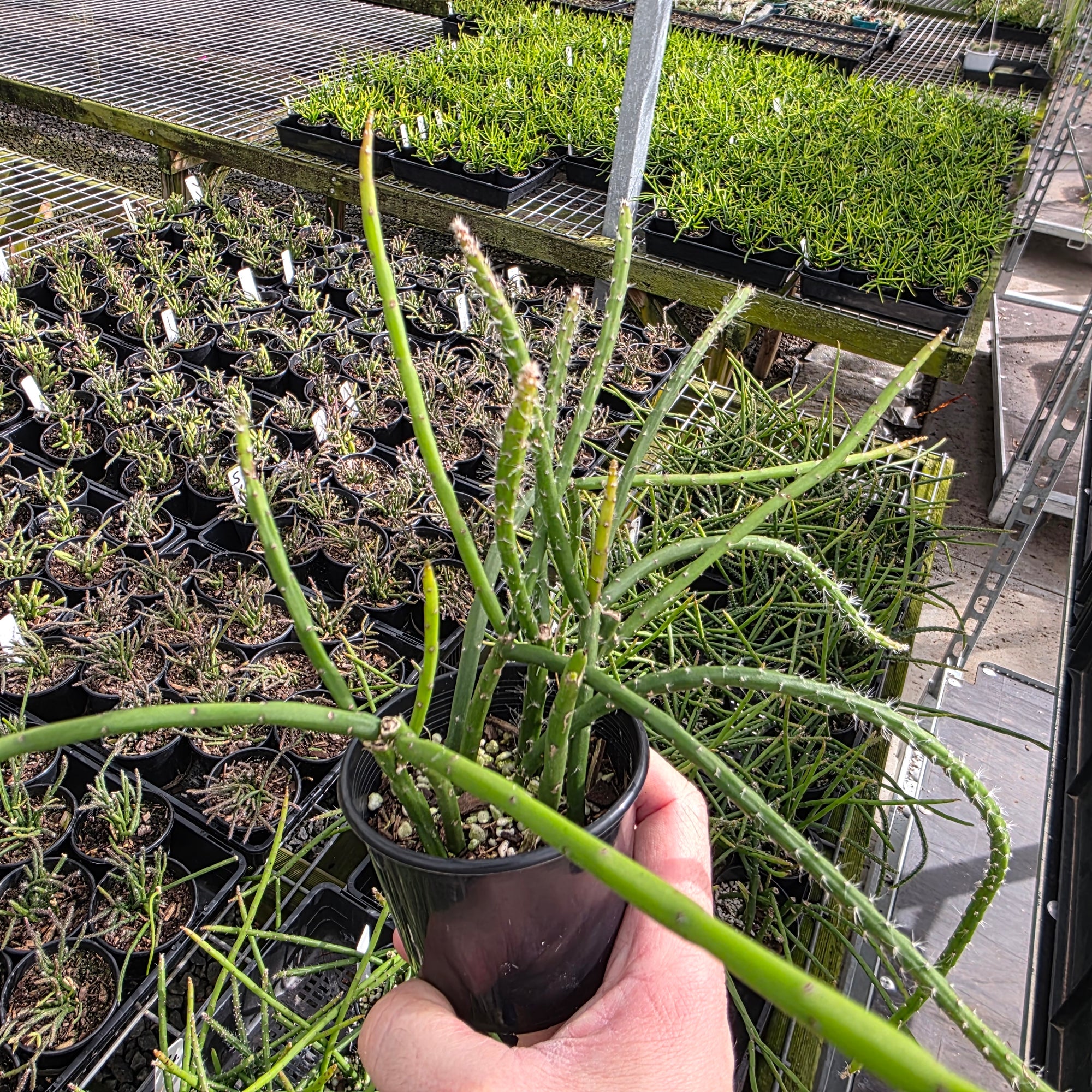 Rhipsalis flagelliformis - Mistletoe Cactus (WA - Prohibited)