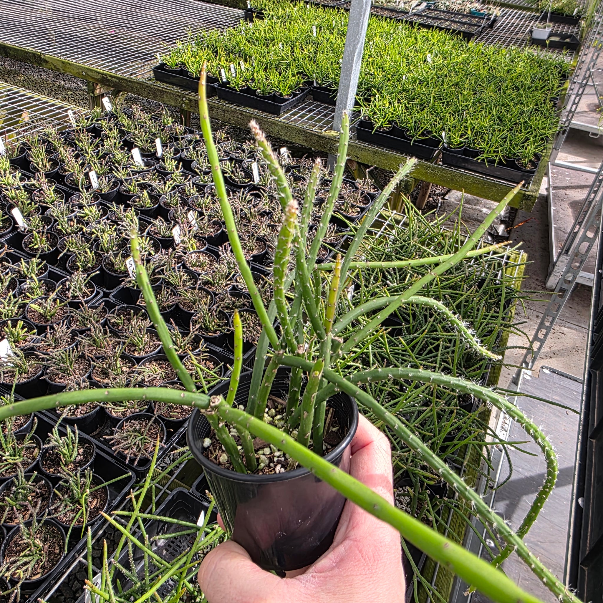 Rhipsalis flagelliformis - Mistletoe Cactus (WA - Prohibited)