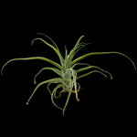 Tillandsia diguetii