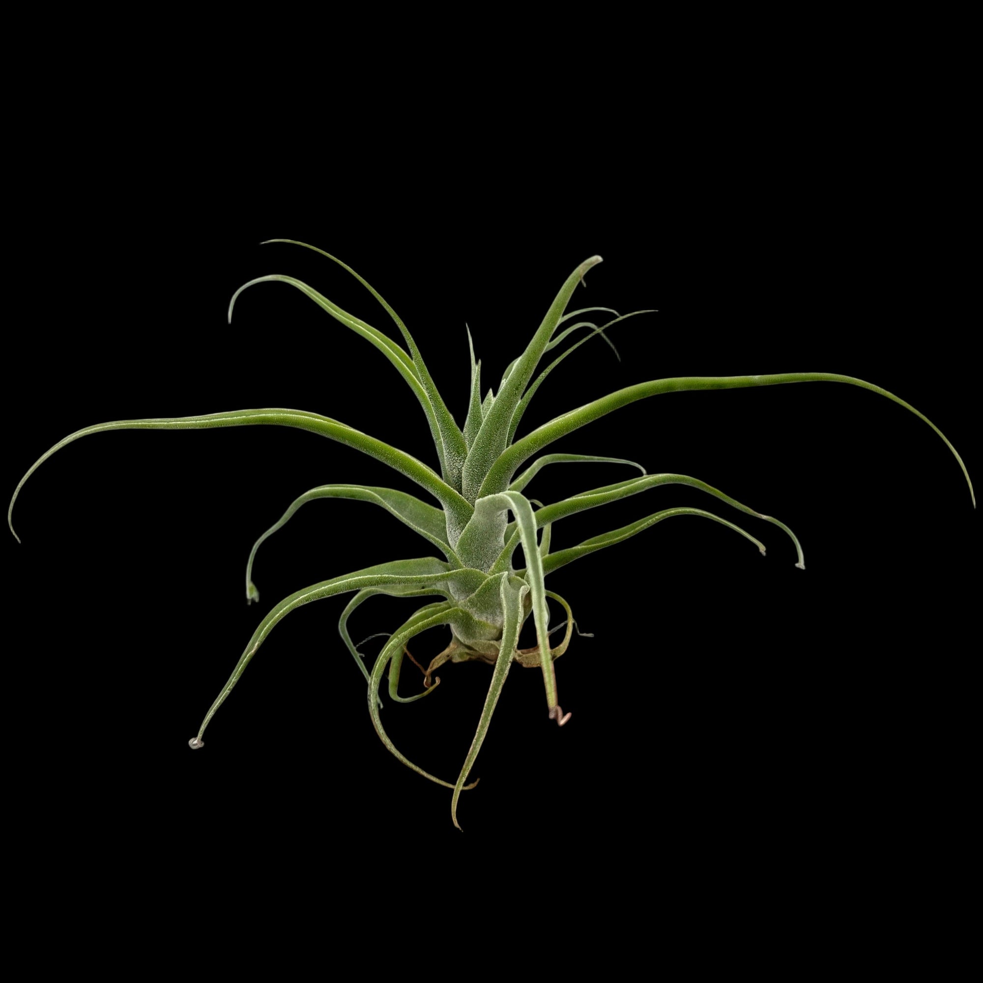 Tillandsia diguetii