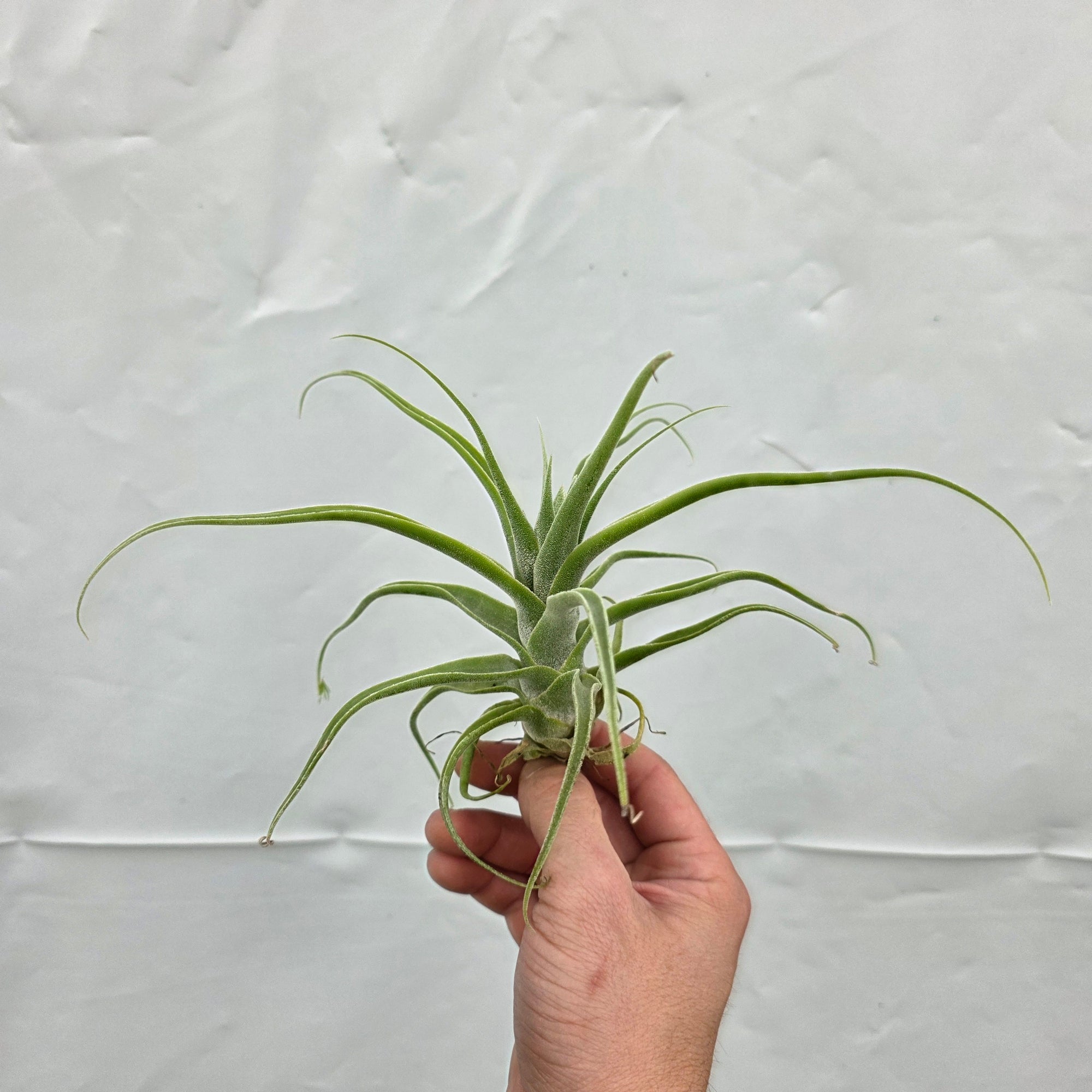 Tillandsia diguetii