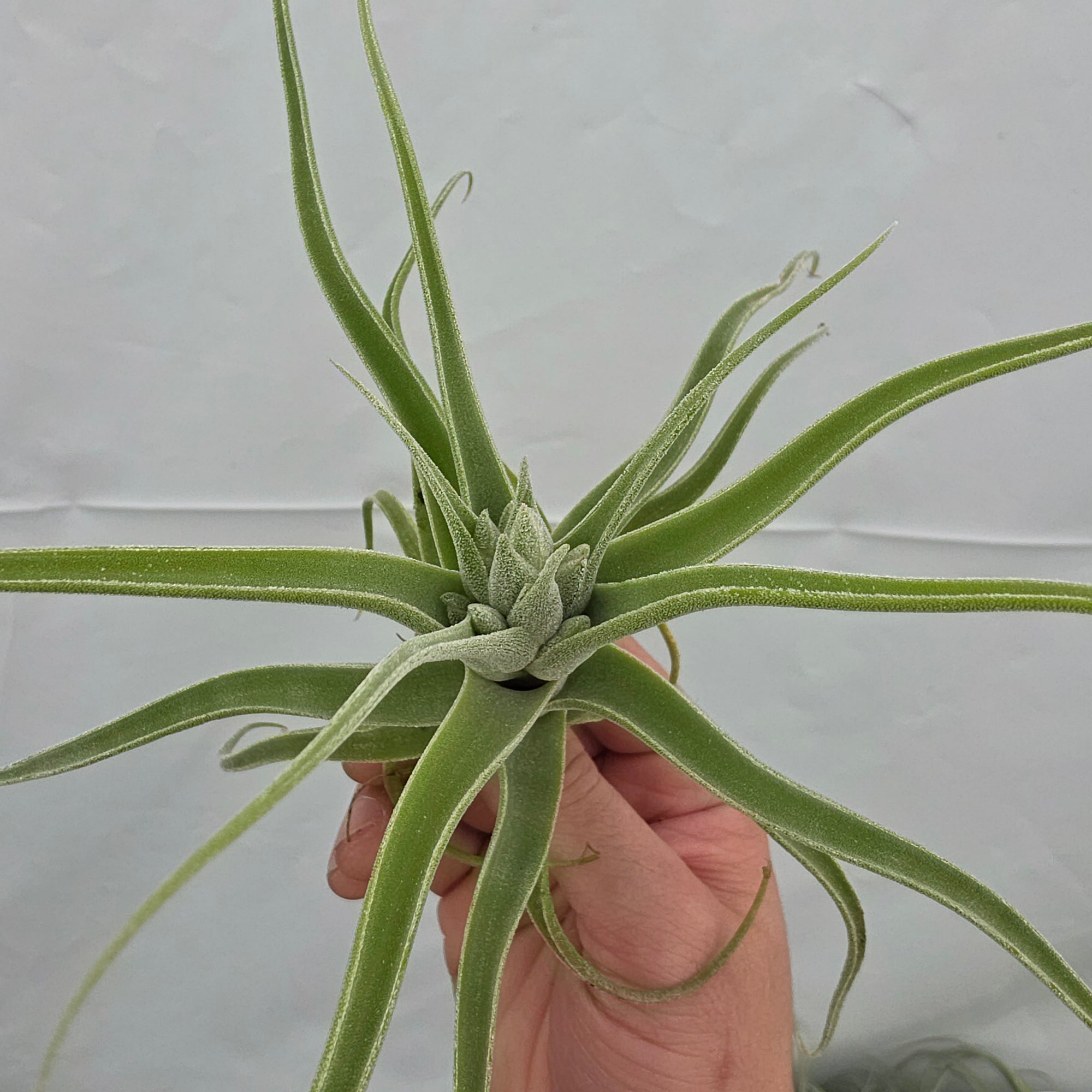 Tillandsia diguetii