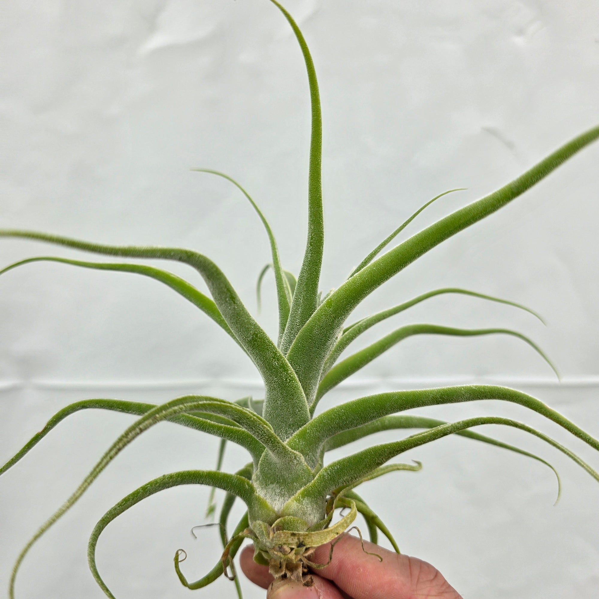 Tillandsia diguetii
