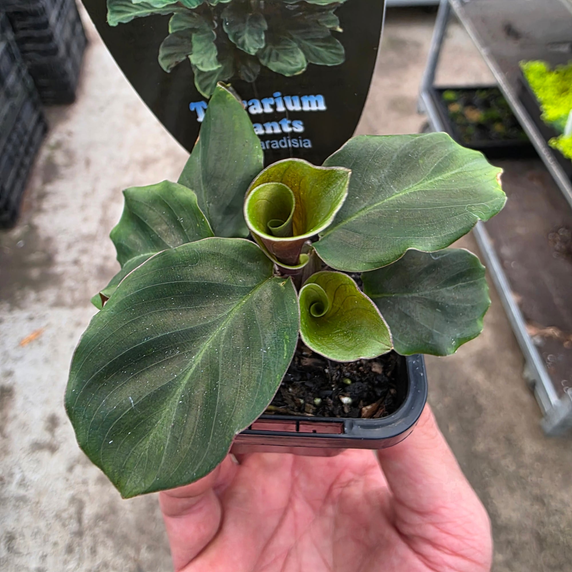Calathea crocata