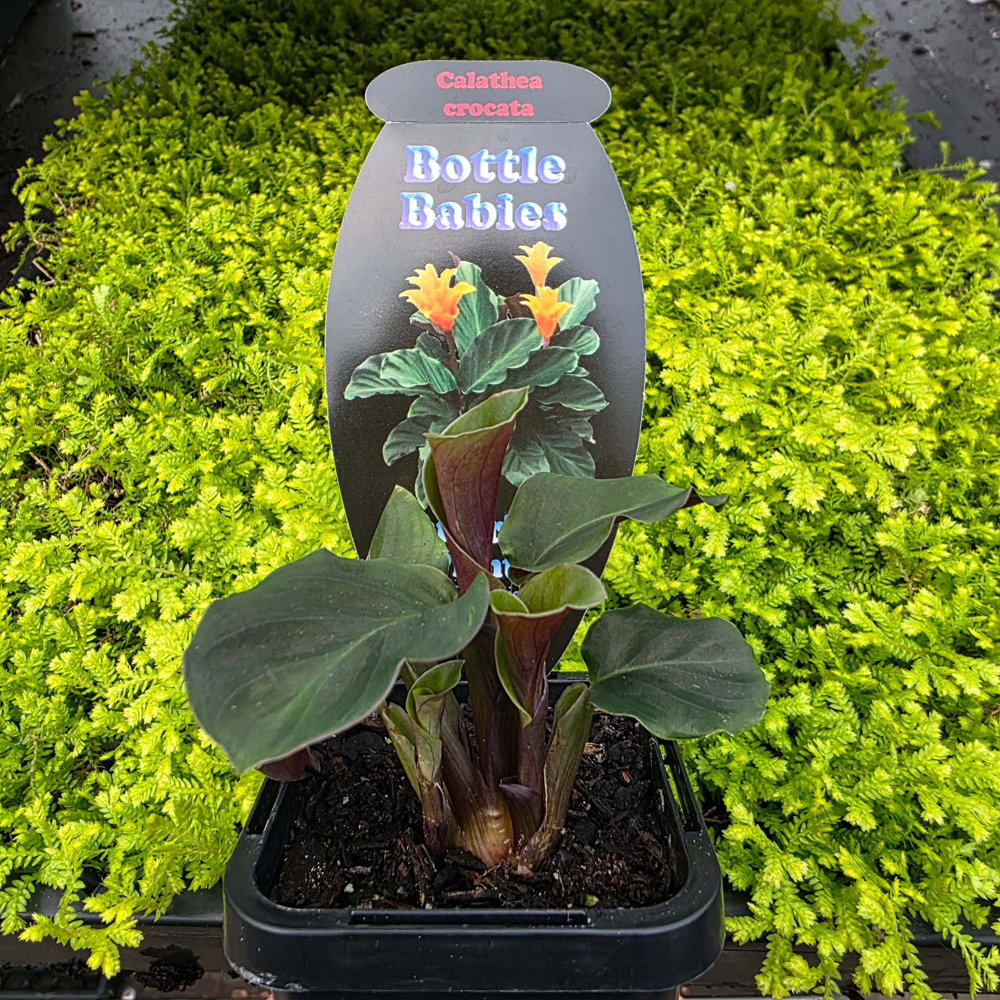 Calathea crocata