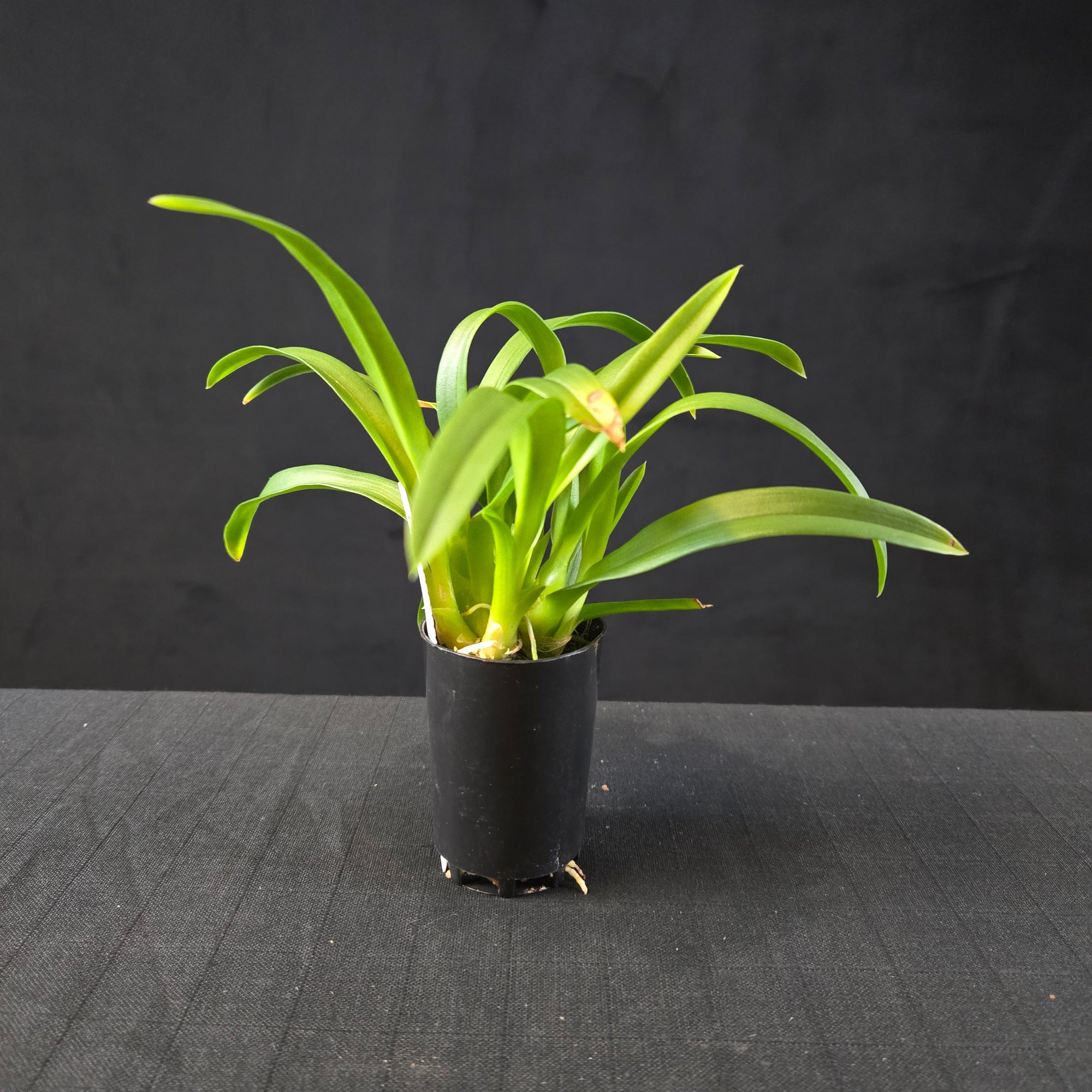 Liparis reflexa - Tom Cat Orchid