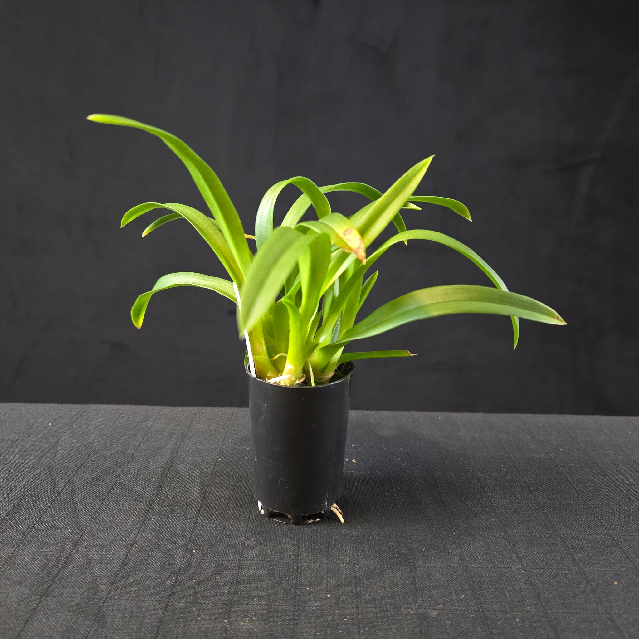 Liparis reflexa - Tom Cat Orchid