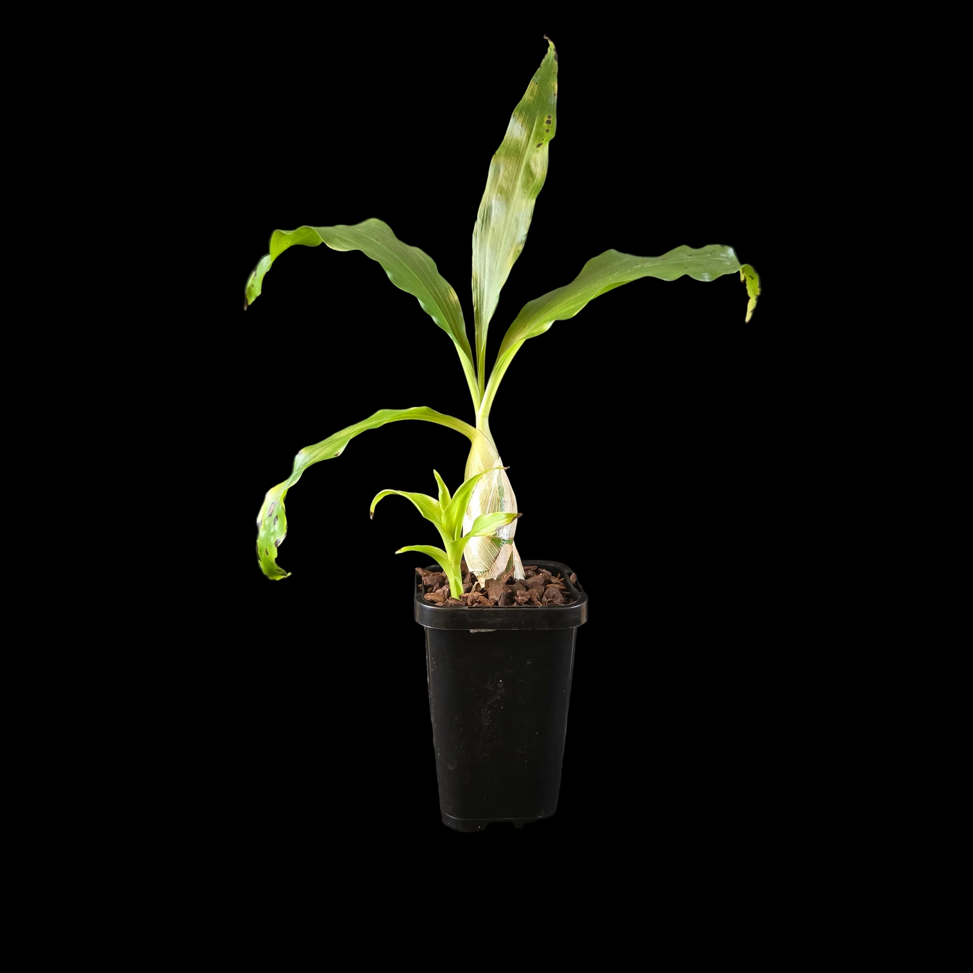 Chysis bractescens