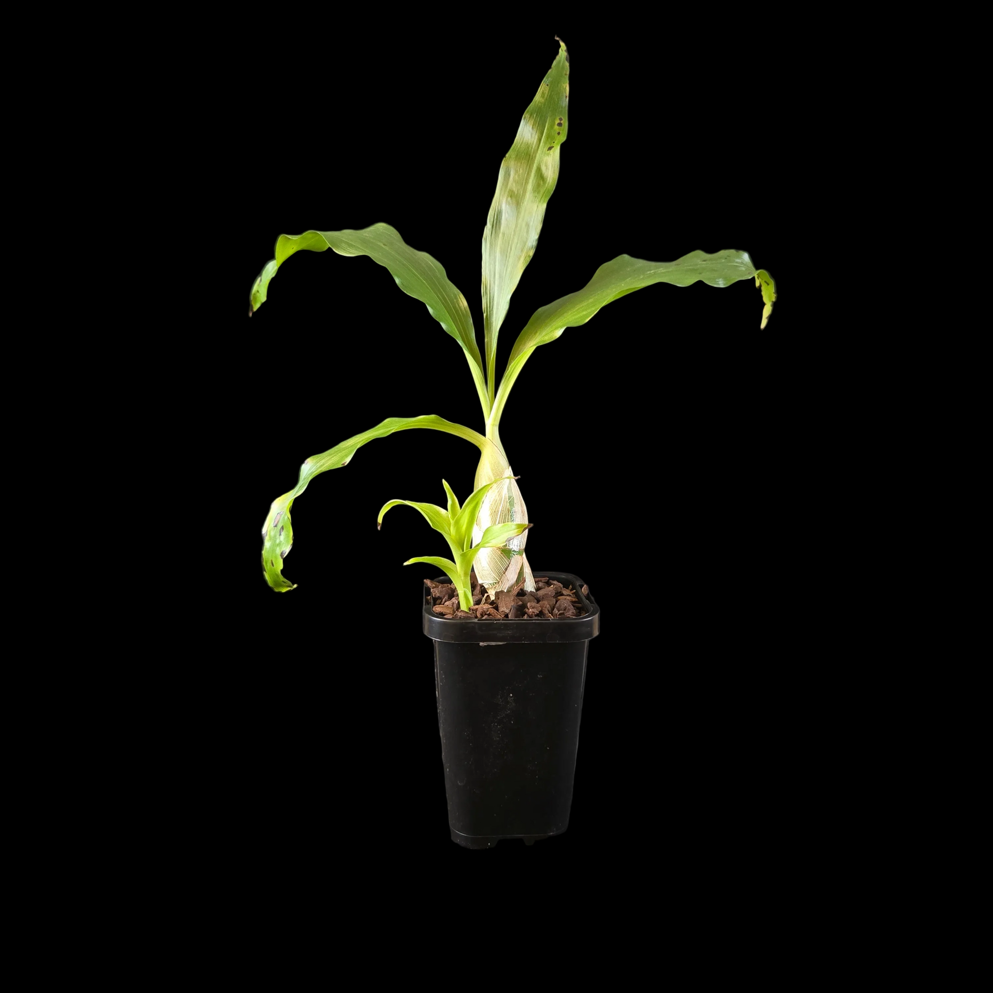 Chysis bractescens