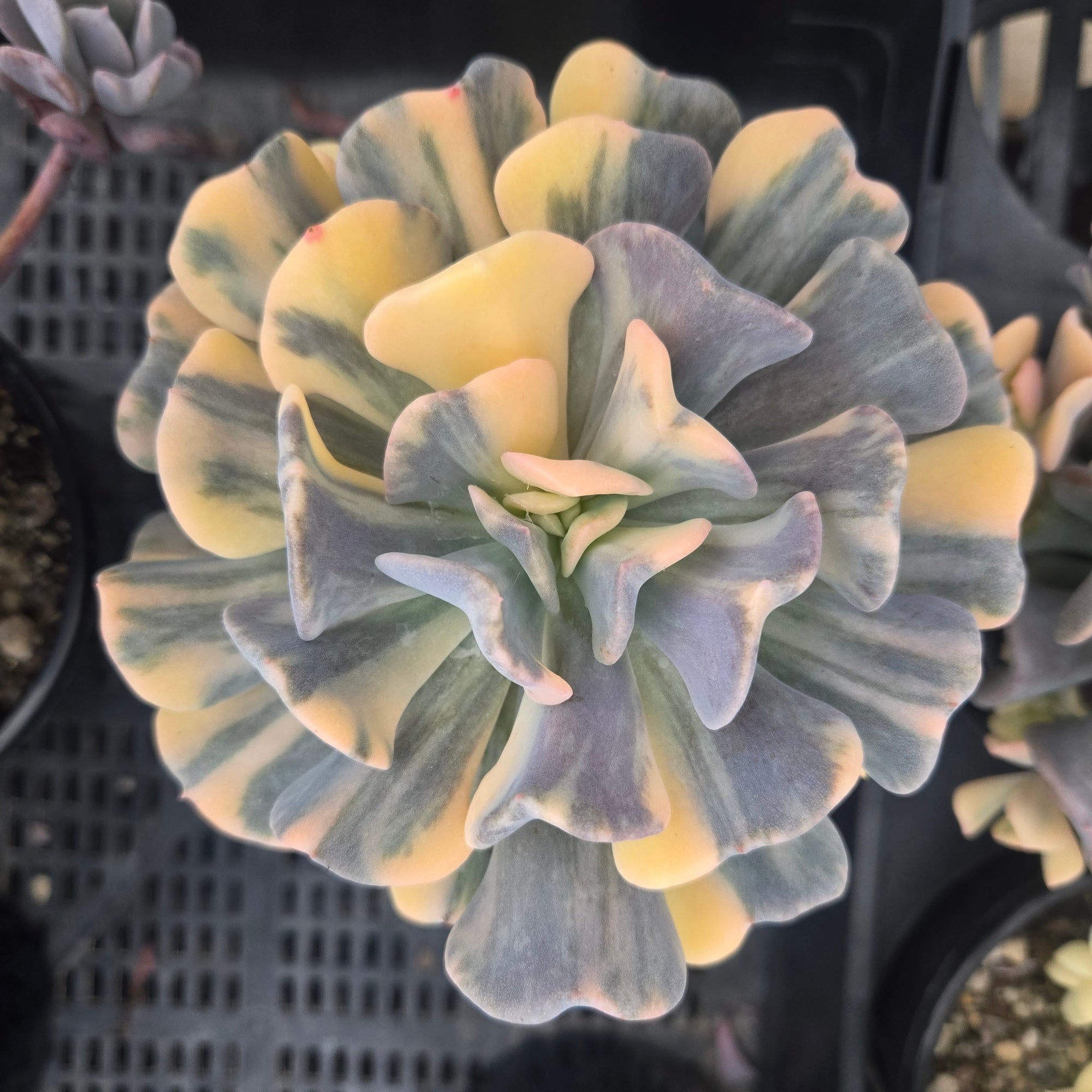 Echeveria 'Cubic Frost Variegata'